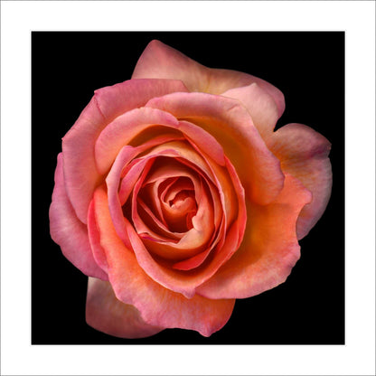Fine art orange rose - museum quality giclee print - jamie buzil photography
