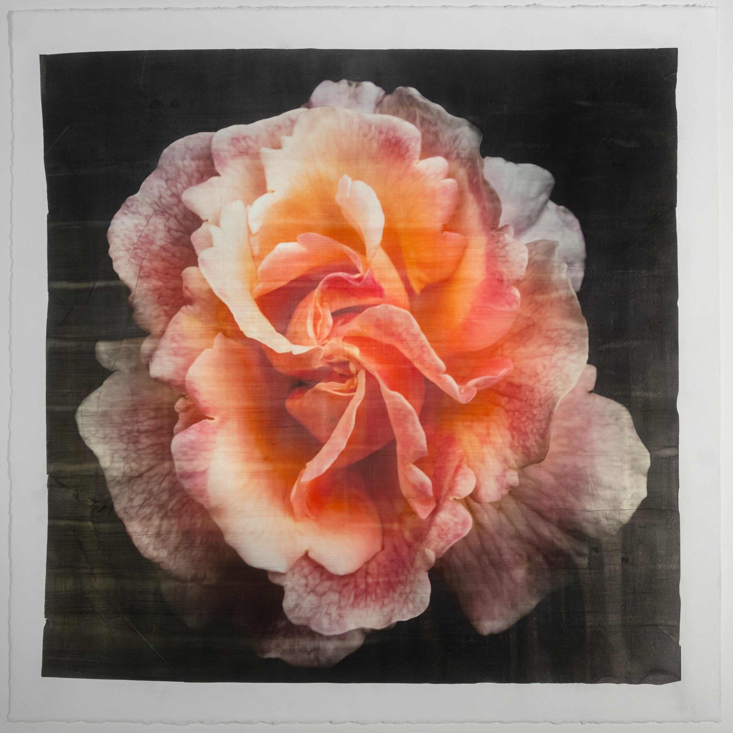 Fine art Orange Rose 3 emulsion lift print with vibrant orange hues and gold iridescence on cotton paper - jamie buzil photography