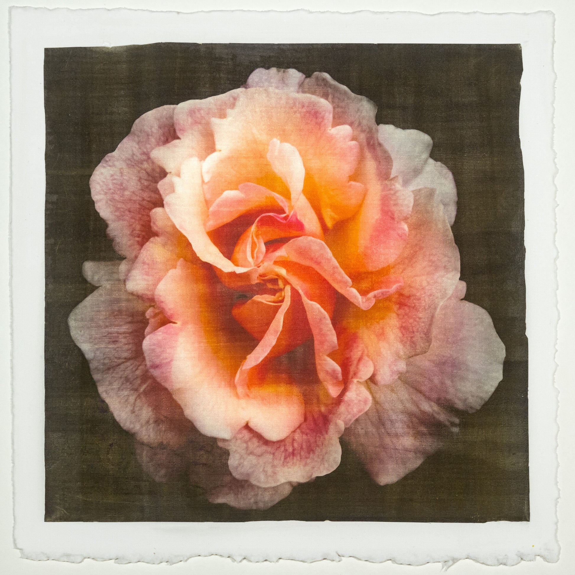Fine art Orange Rose 3 emulsion lift print with vibrant orange hues and gold iridescence on cotton paper - jamie buzil photography