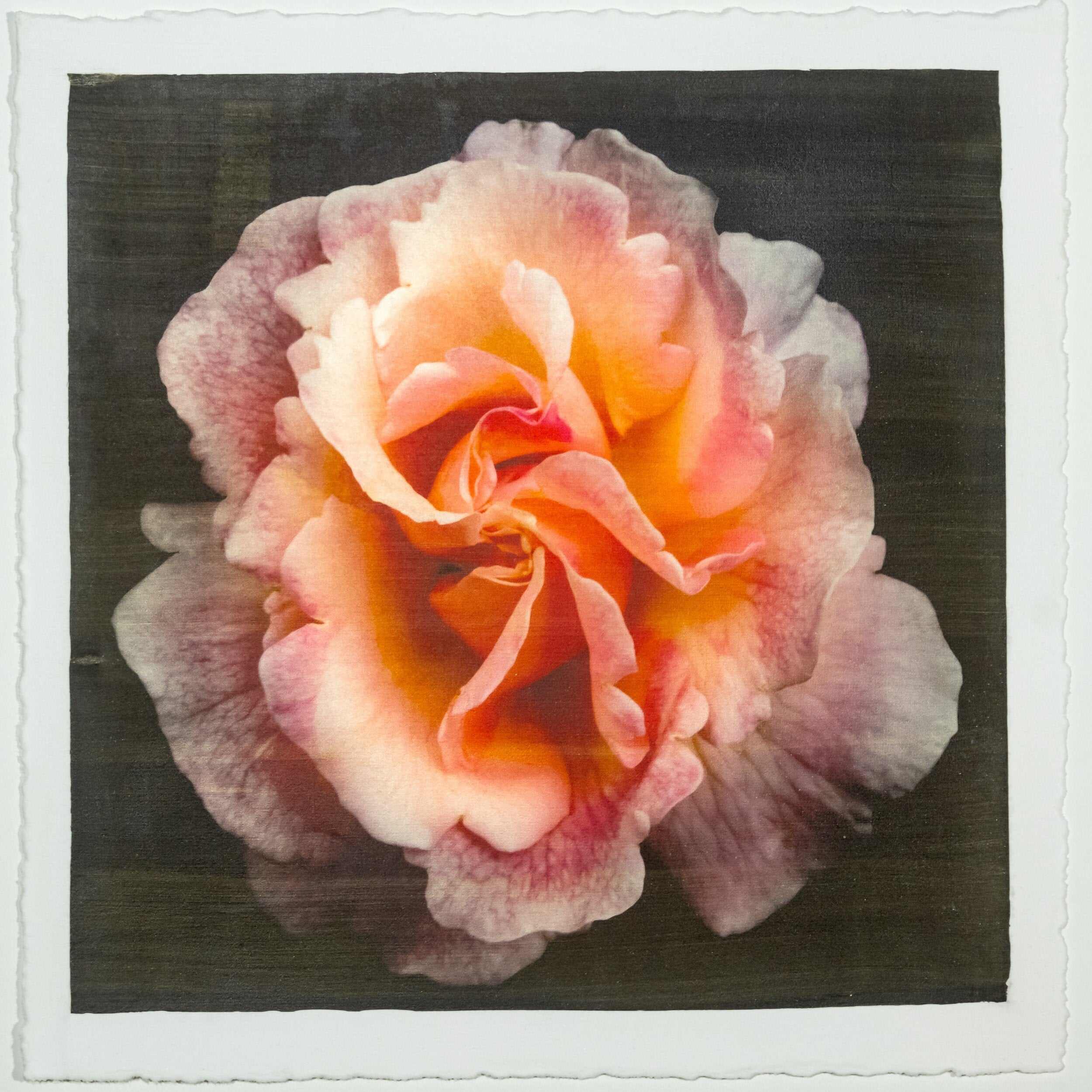 Fine art Orange Rose 3 emulsion lift print with vibrant orange hues and gold iridescence on cotton paper - jamie buzil photography