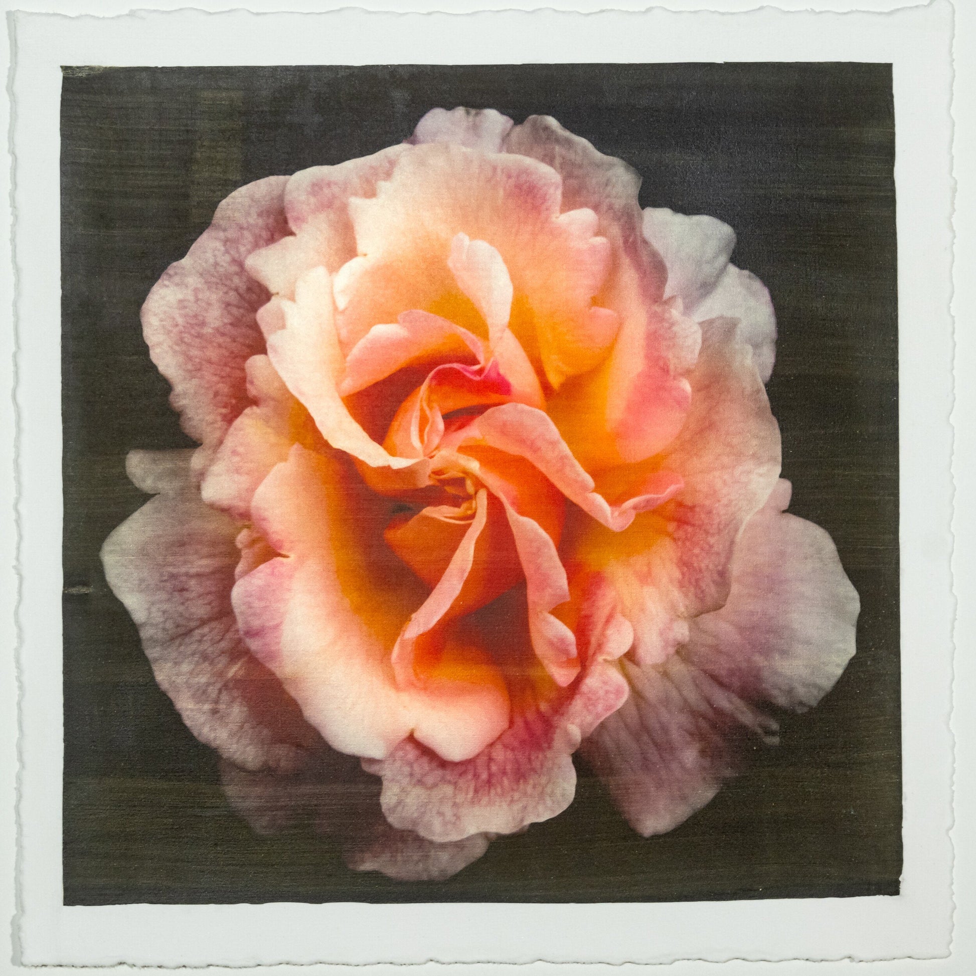 Fine art Orange Rose 3 emulsion lift print with vibrant orange hues and gold iridescence on cotton paper - jamie buzil photography