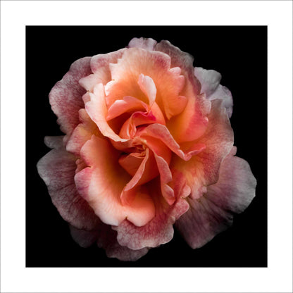 Fine art orange rose - museum quality giclee print - jamie buzil photography