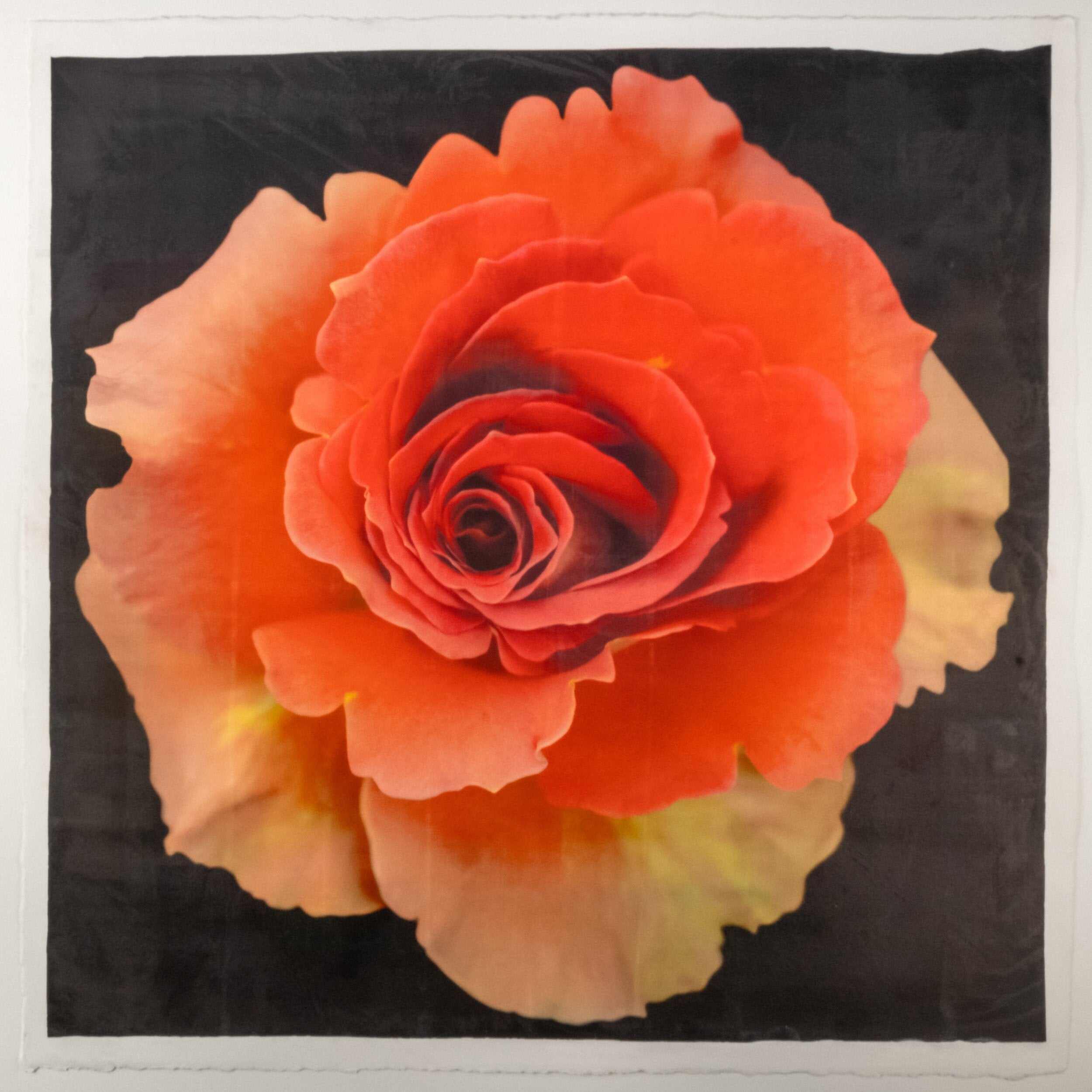 Fine art flower orignial print of vibrant deep orange rose in prime bloom with spiral center surrounded by looser yellowing ruffled petals . Centered in Square mode, black background - jamie buzil photography