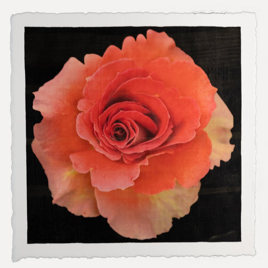 Fine art flower orignial print of vibrant deep orange rose in prime bloom with spiral center surrounded by looser yellowing ruffled petals . Centered in Square mode, black background - jamie buzil photography