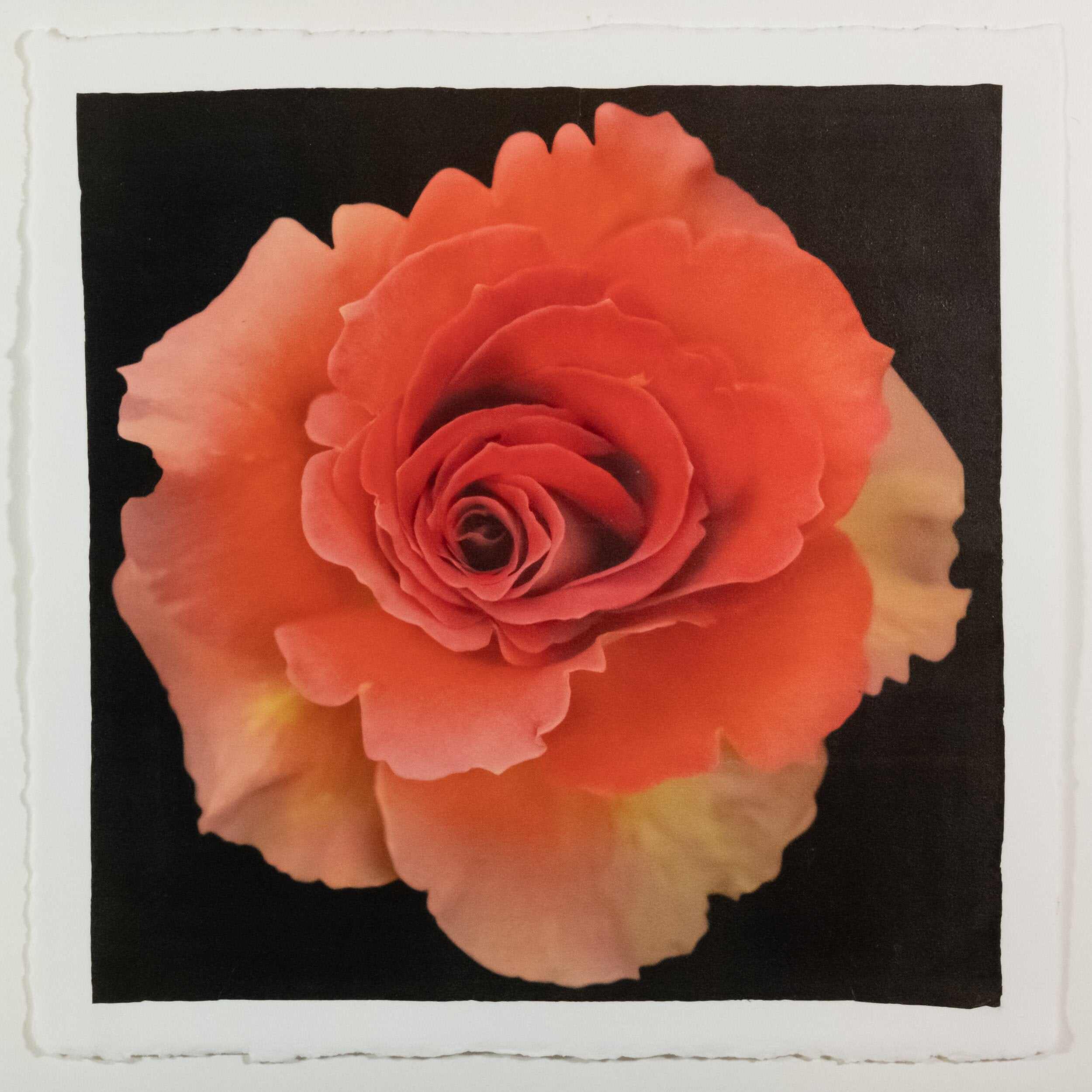 Fine art flower orignial print of vibrant deep orange rose in prime bloom with spiral center surrounded by looser yellowing ruffled petals . Centered in Square mode, black background - jamie buzil photography