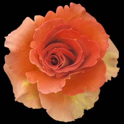 Fine art orange rose museum quality giclee print jamie buzil photography