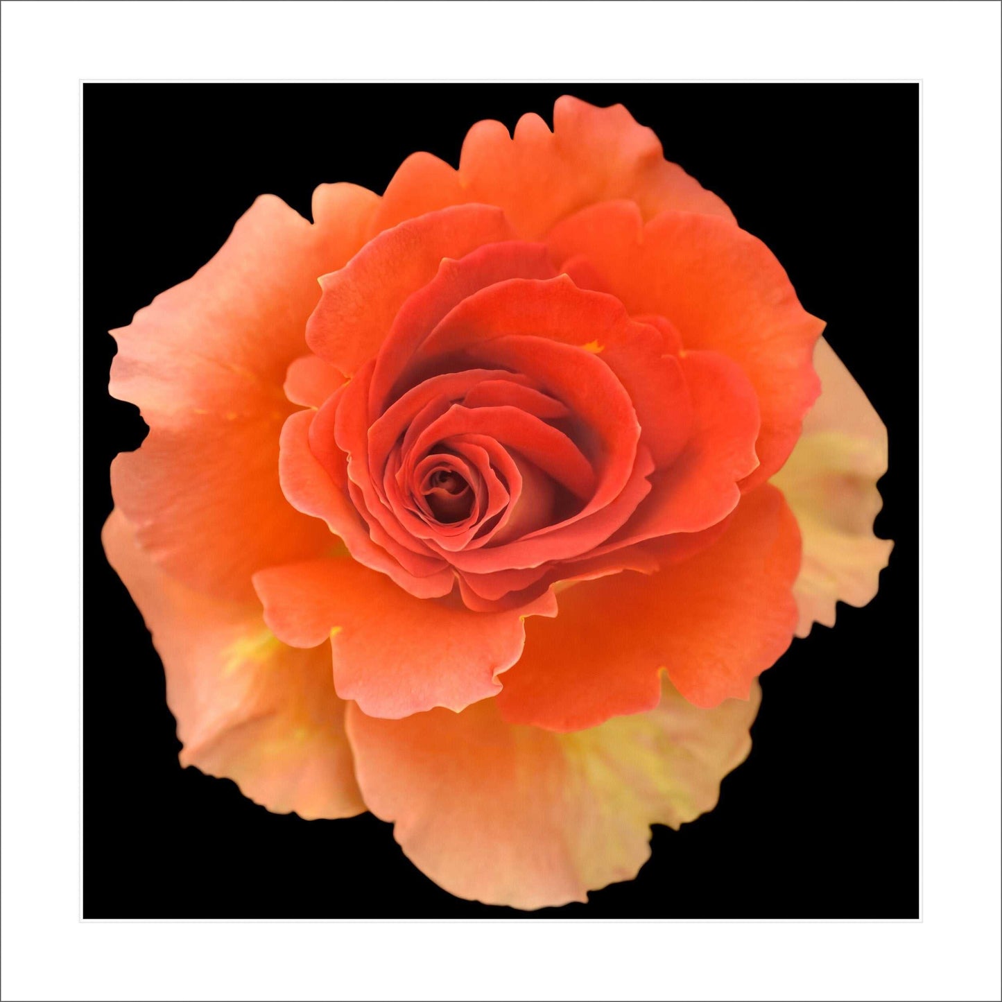 Fine art orange rose- museum quality giclee print - jamie buzil photography