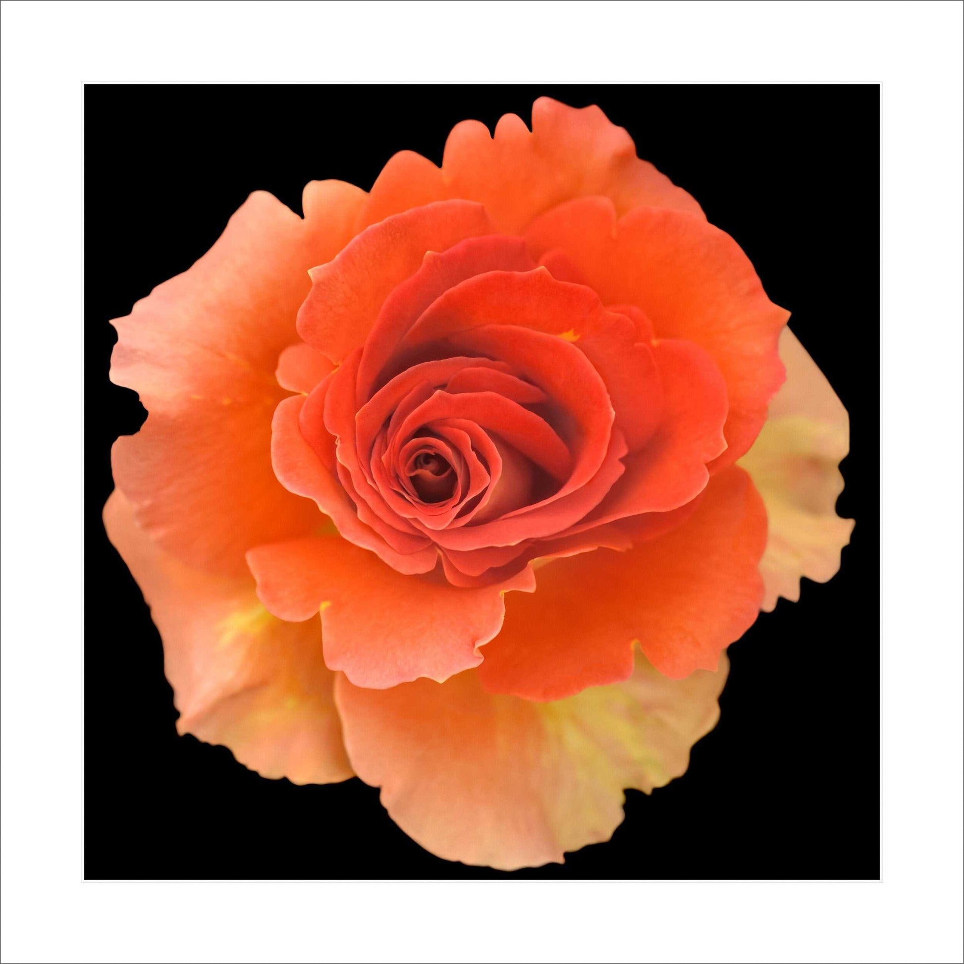 Fine art orange rose- museum quality giclee print - jamie buzil photography