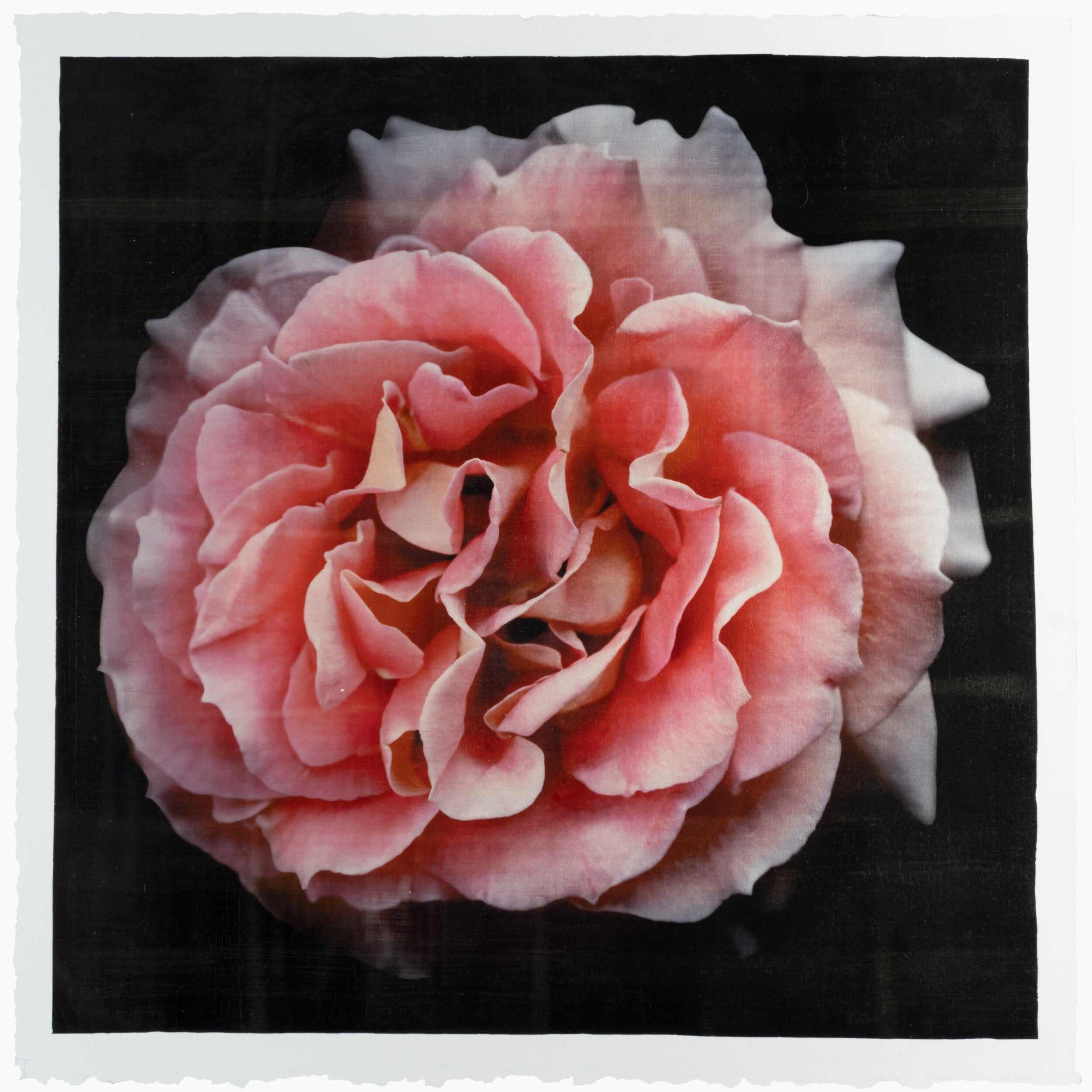 Flower photograph handmade print of  orange rose in prime romantic bloom with golden highlights. Centered in Square mode, black background, jamie buzil photography