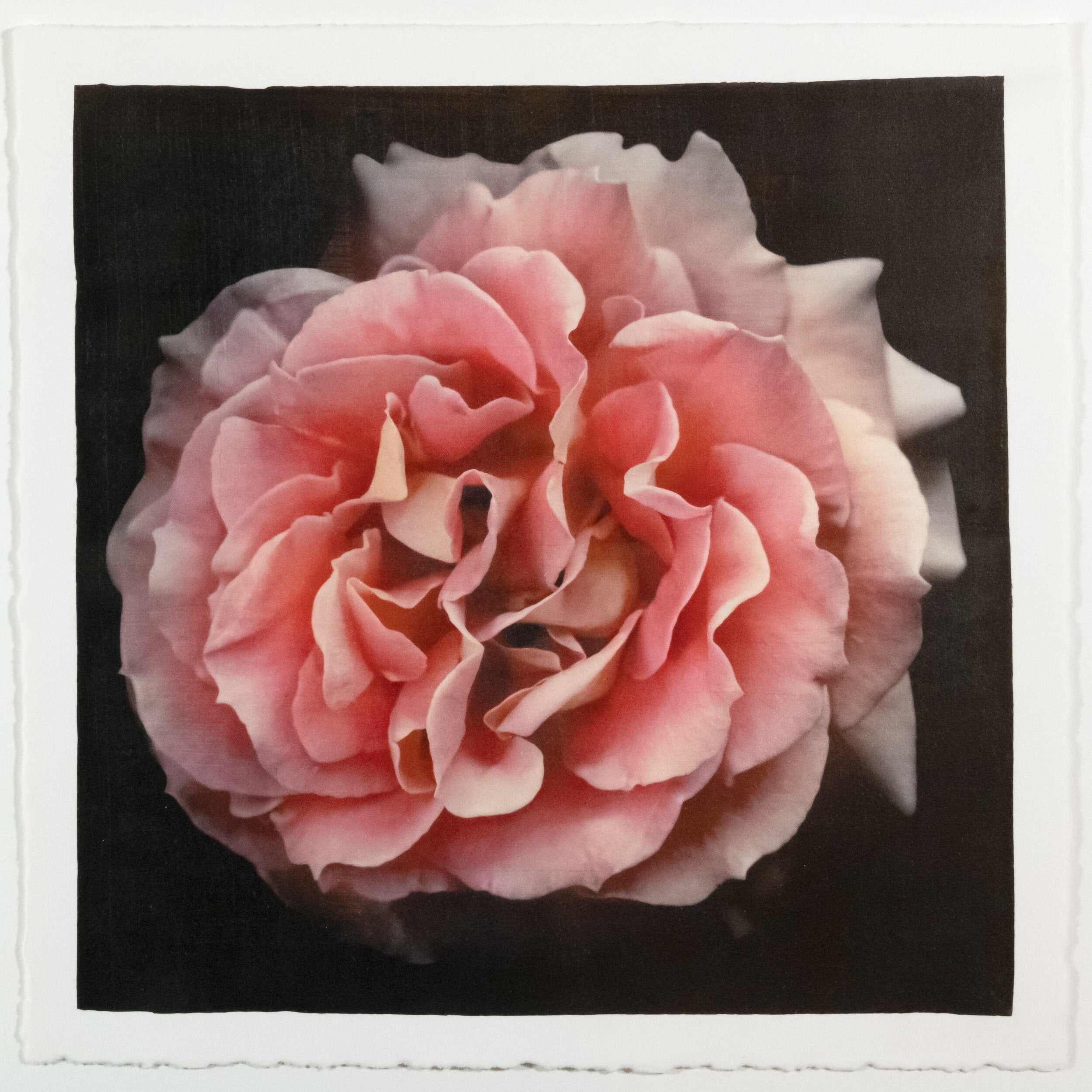 Flower photograph handmade print of  orange rose in prime romantic bloom with golden highlights. Centered in Square mode, black background, jamie buzil photography