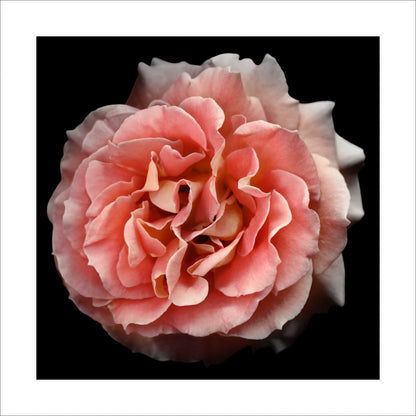 Fine art orange rose - museum quality giclee print - jamie buzil photography