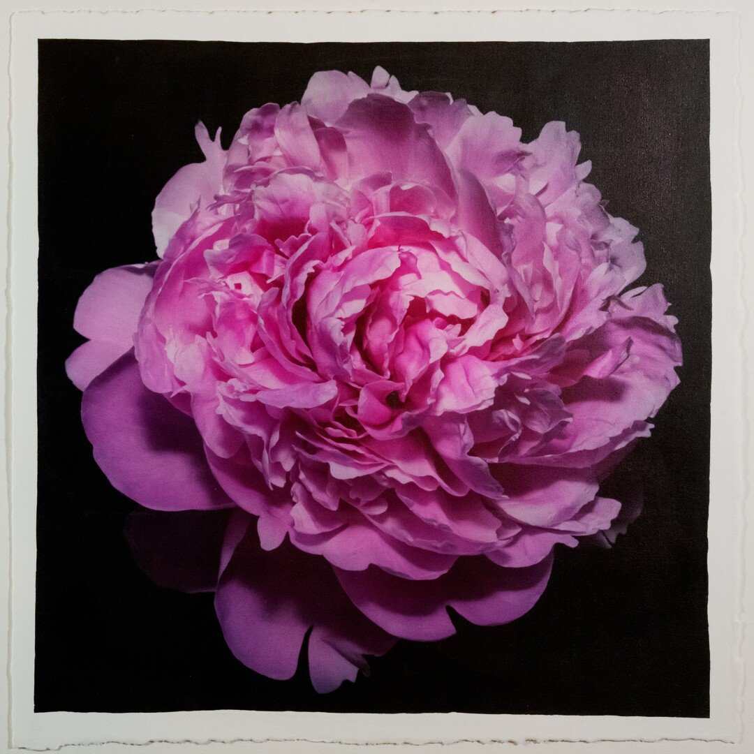 Fine Art Pink peony emulsion print with gold and pearl iridescence on cotton paper - jamie buzil photography