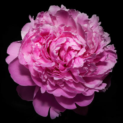 Fine art pink peony museum quality giclee print jamie buzil photography