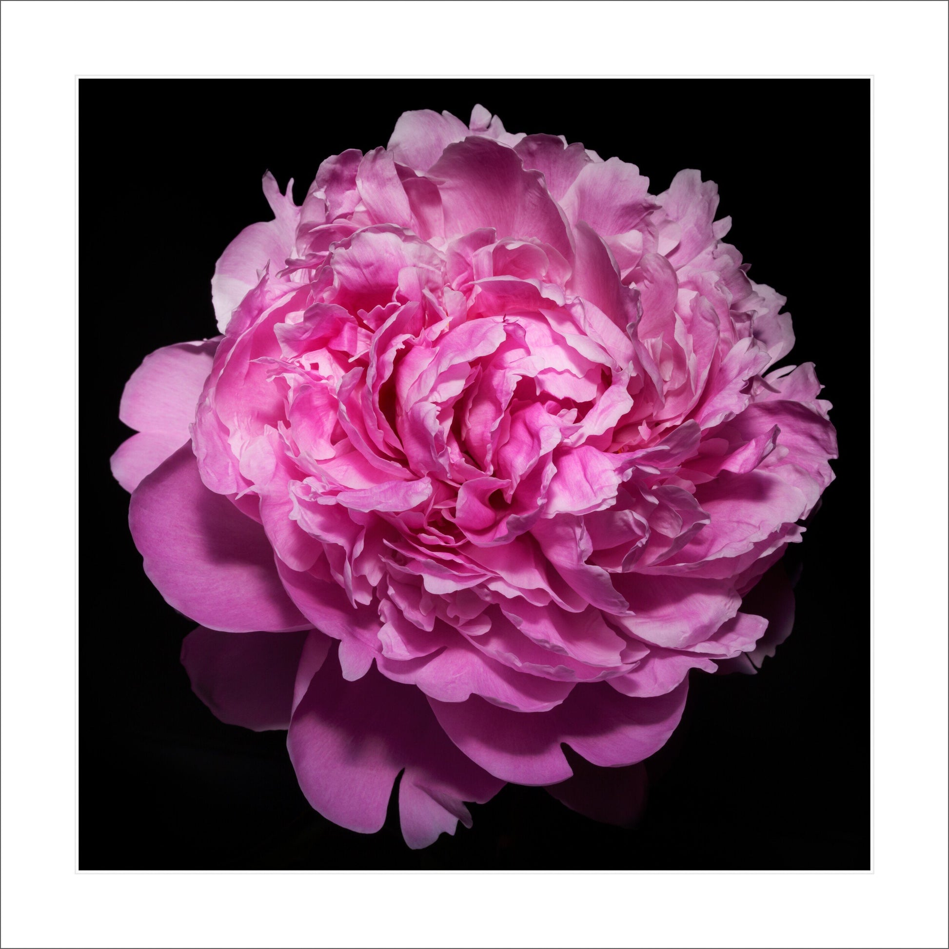 Fine art pink peony- museum quality giclee print - jamie buzil photography