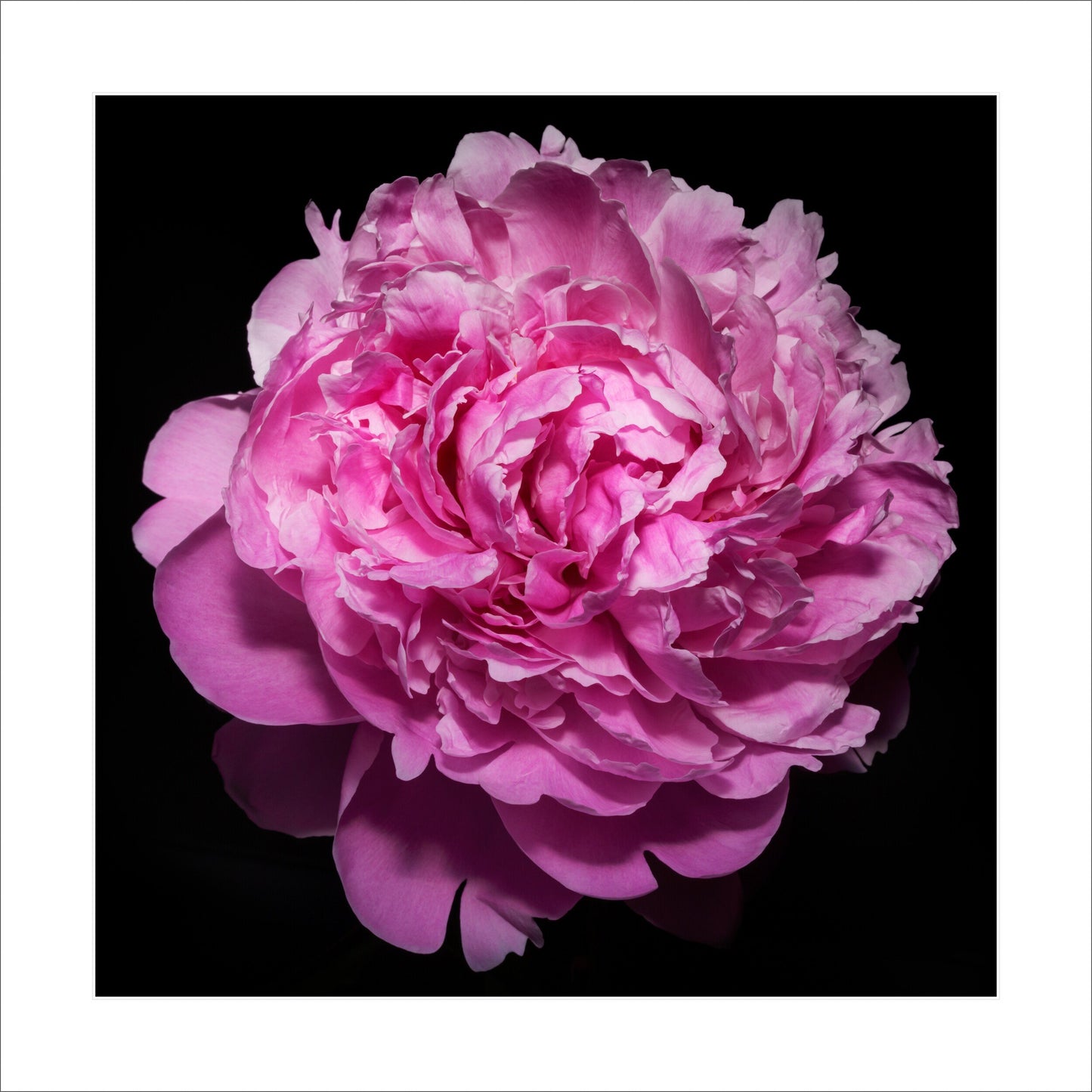 Fine art pink peony- museum quality giclee print - jamie buzil photography