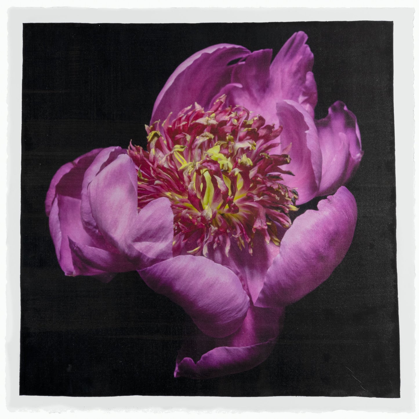 Fine art flower handmade print of pink peony 11 with guard petals surrounding a spiky center of lighter petaloid with yellow, Centered in Square mode,black background -jamie buzil photography