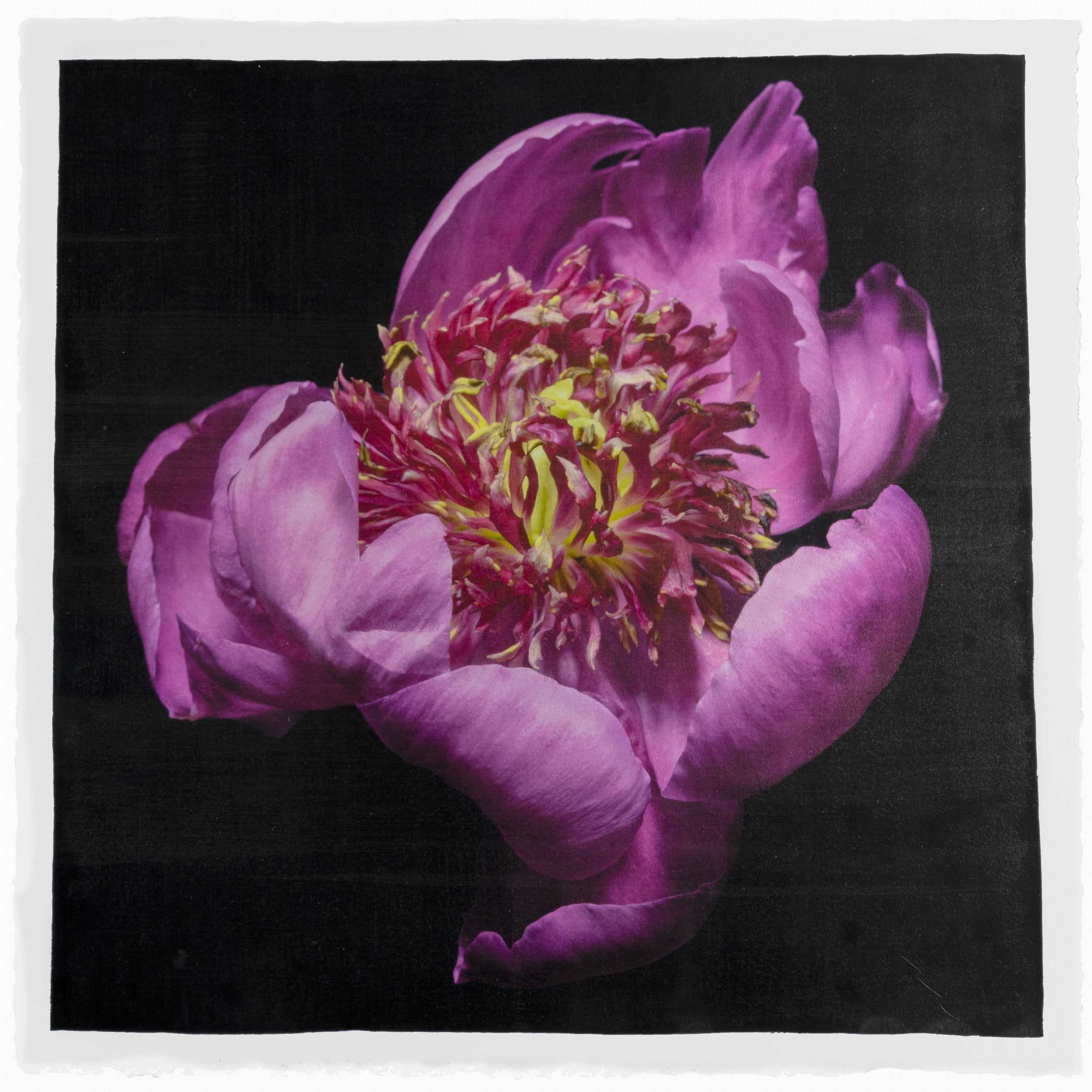 Fine art flower handmade print of pink peony 11 with guard petals surrounding a spiky center of lighter petaloid with yellow, Centered in Square mode,black background -jamie buzil photography