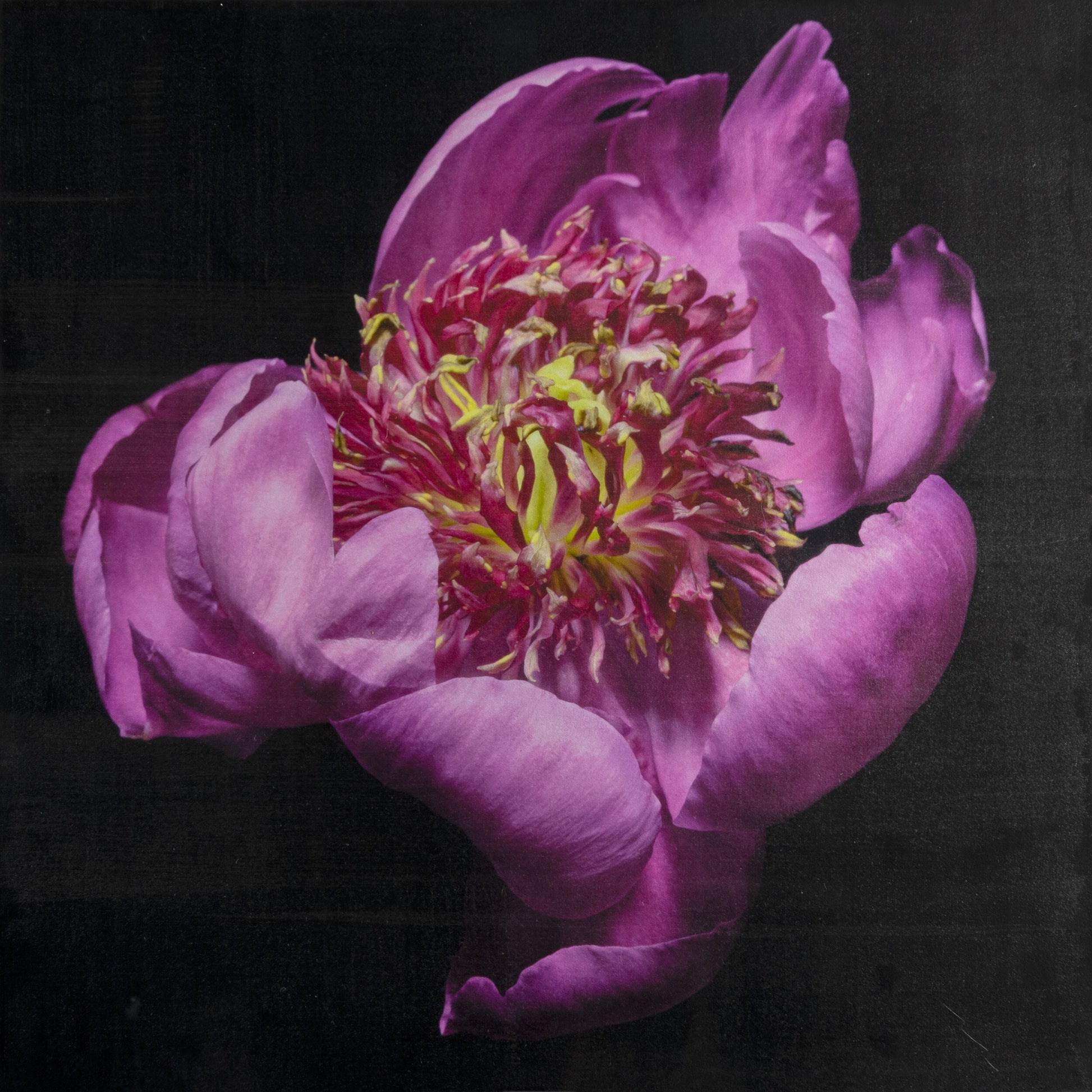 Fine art flower handmade print of pink peony 11 with guard petals surrounding a spiky center of lighter petaloid with yellow, Centered in Square mode,black background -jamie buzil photography