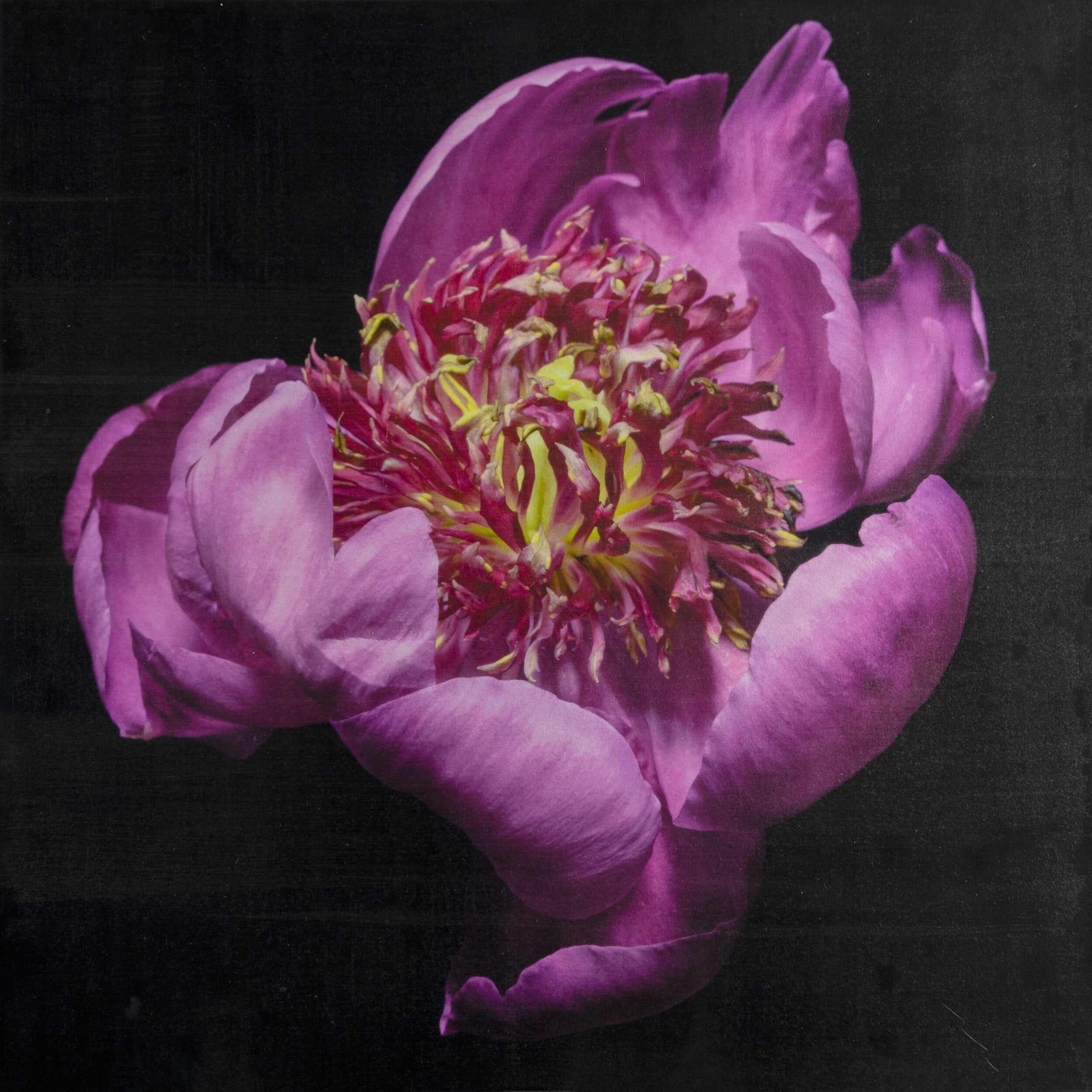 Fine art flower handmade print of pink peony 11 with guard petals surrounding a spiky center of lighter petaloid with yellow, Centered in Square mode,black background -jamie buzil photography