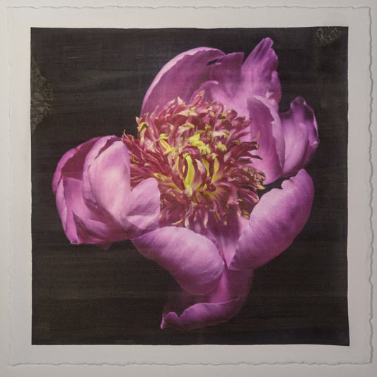 Fine art flower handmade print of pink peony 11 with guard petals surrounding a spiky center of lighter petaloid with yellow, Centered in Square mode,black background -jamie buzil photography