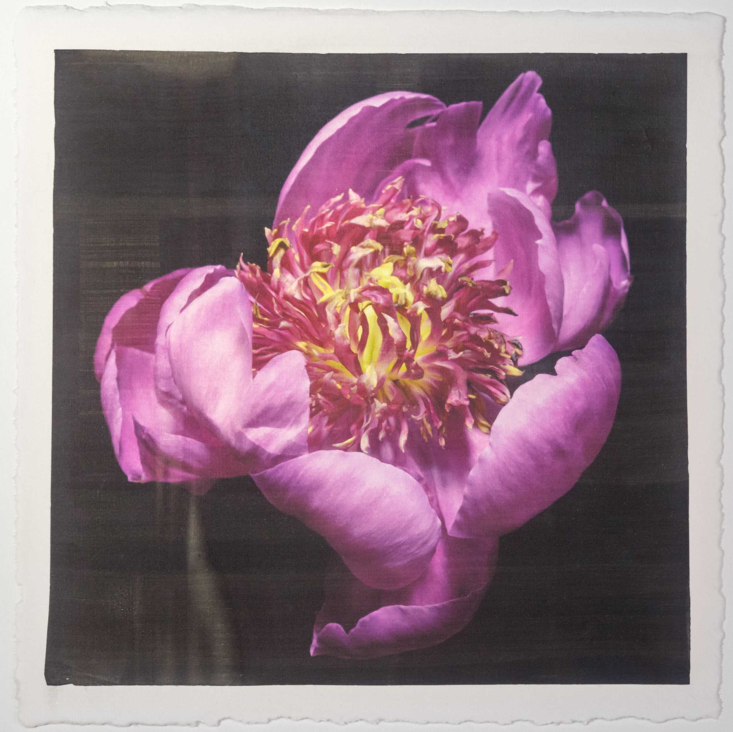 Fine art flower handmade print of pink peony 11 with guard petals surrounding a spiky center of lighter petaloid with yellow, Centered in Square mode,black background -jamie buzil photography