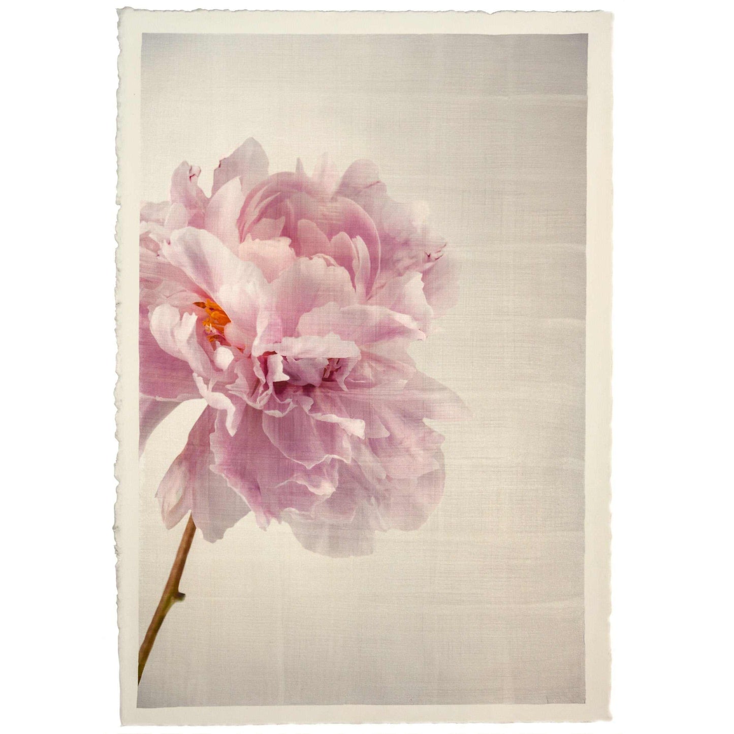 Fine art pink peony original emulsion print - jamie buzil