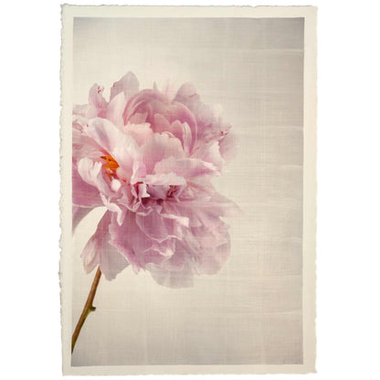 Fine art pink peony original emulsion print - jamie buzil