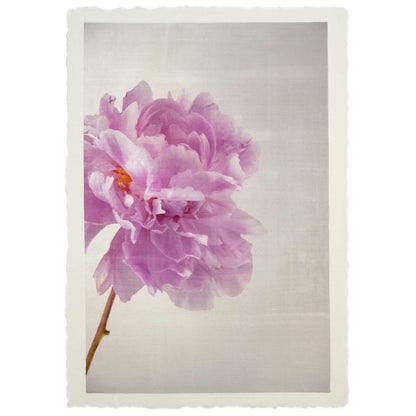 Fine art pink peony original emulsion print - jamie buzil