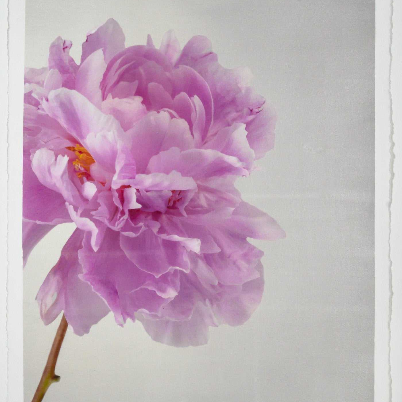 Fine art pink peony original emulsion print - jamie buzil