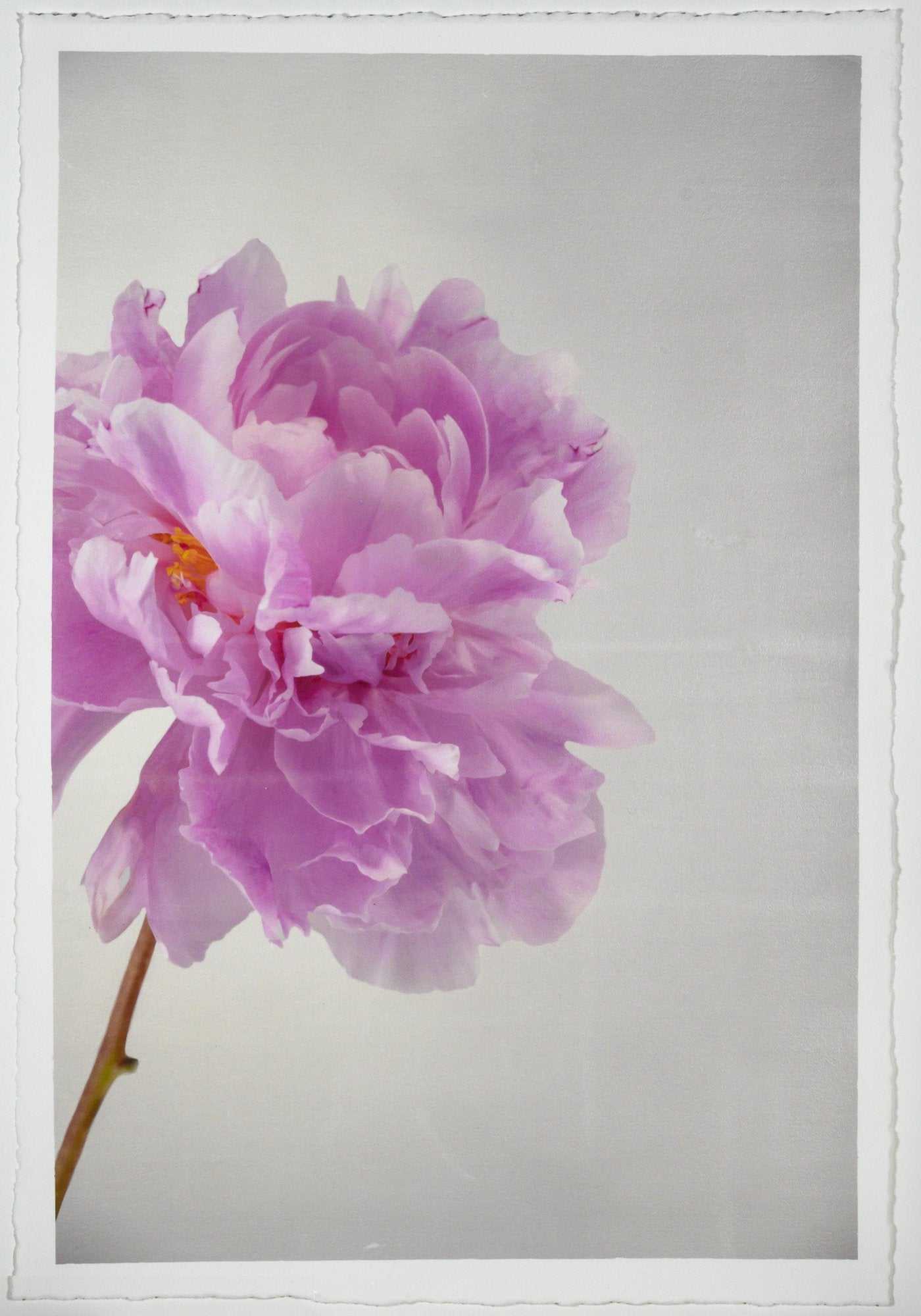 Fine art pink peony original emulsion print - jamie buzil