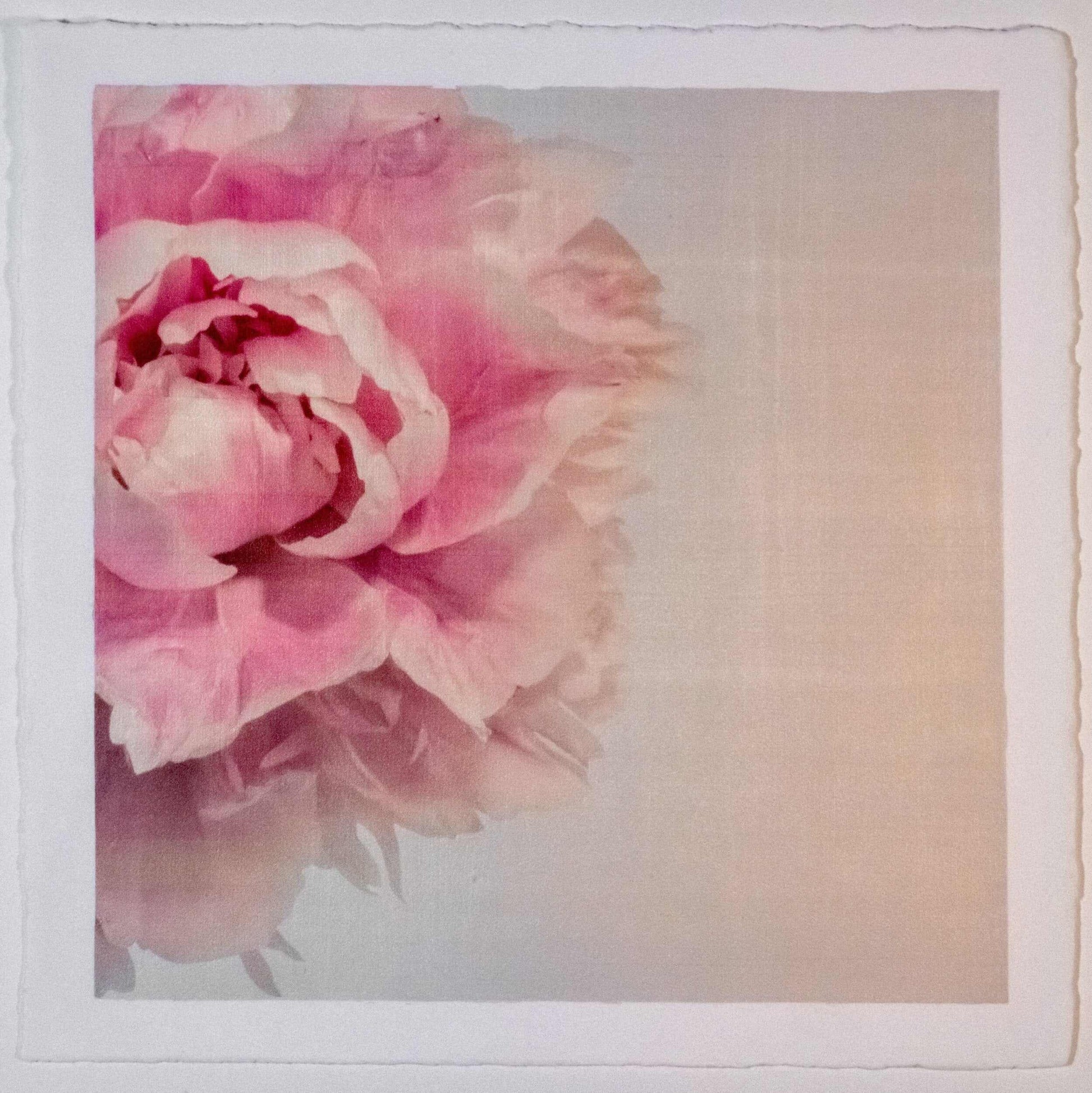 Fine art pink peony original emulsion print - jamie buzil