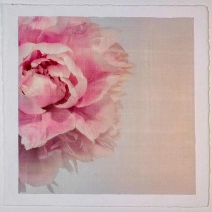 Fine art pink peony original emulsion print - jamie buzil