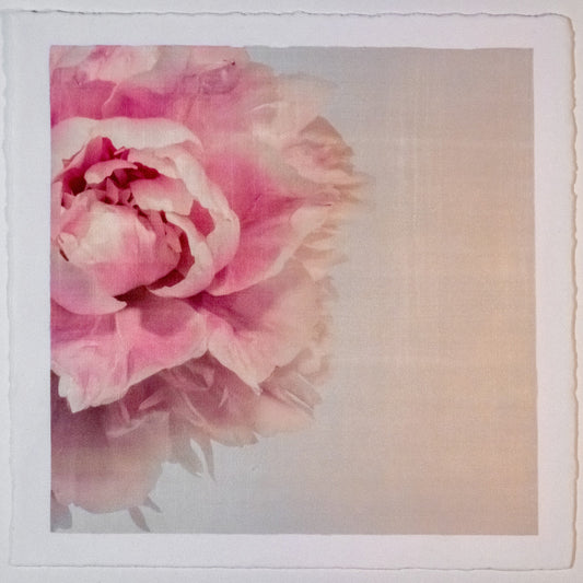 Fine art pink peony original emulsion print - jamie buzil