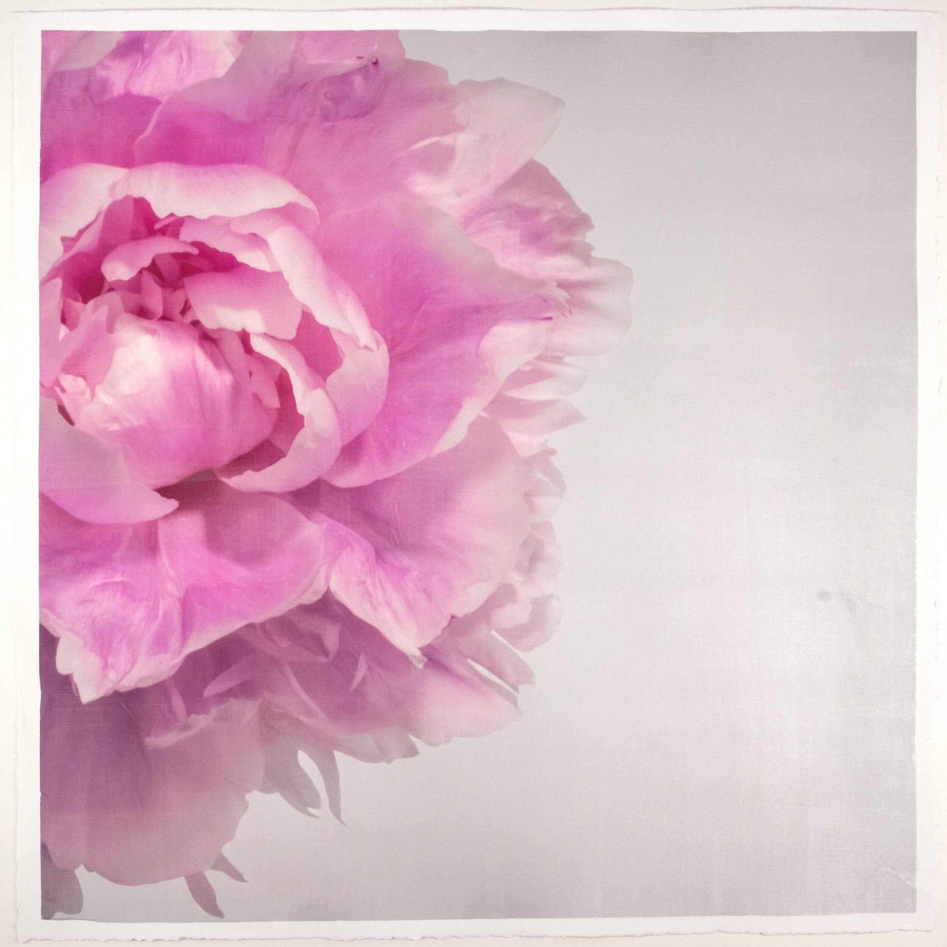 Fine art pink peony original emulsion print - jamie buzil