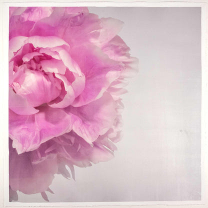 Fine art pink peony original emulsion print - jamie buzil