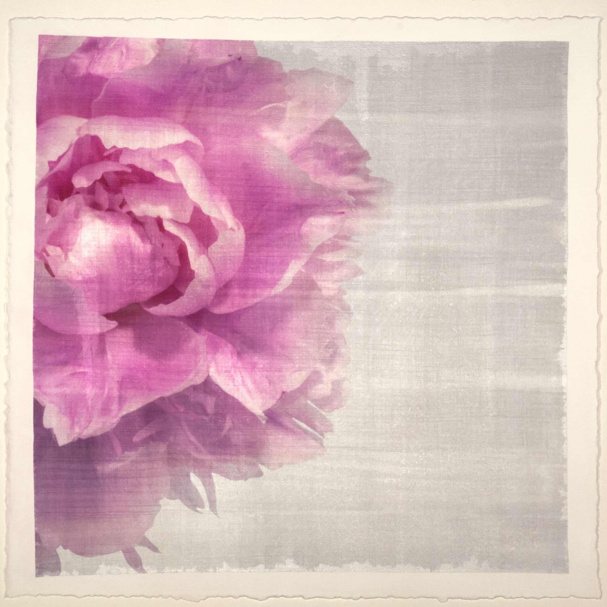 Fine art pink peony original emulsion print - jamie buzil