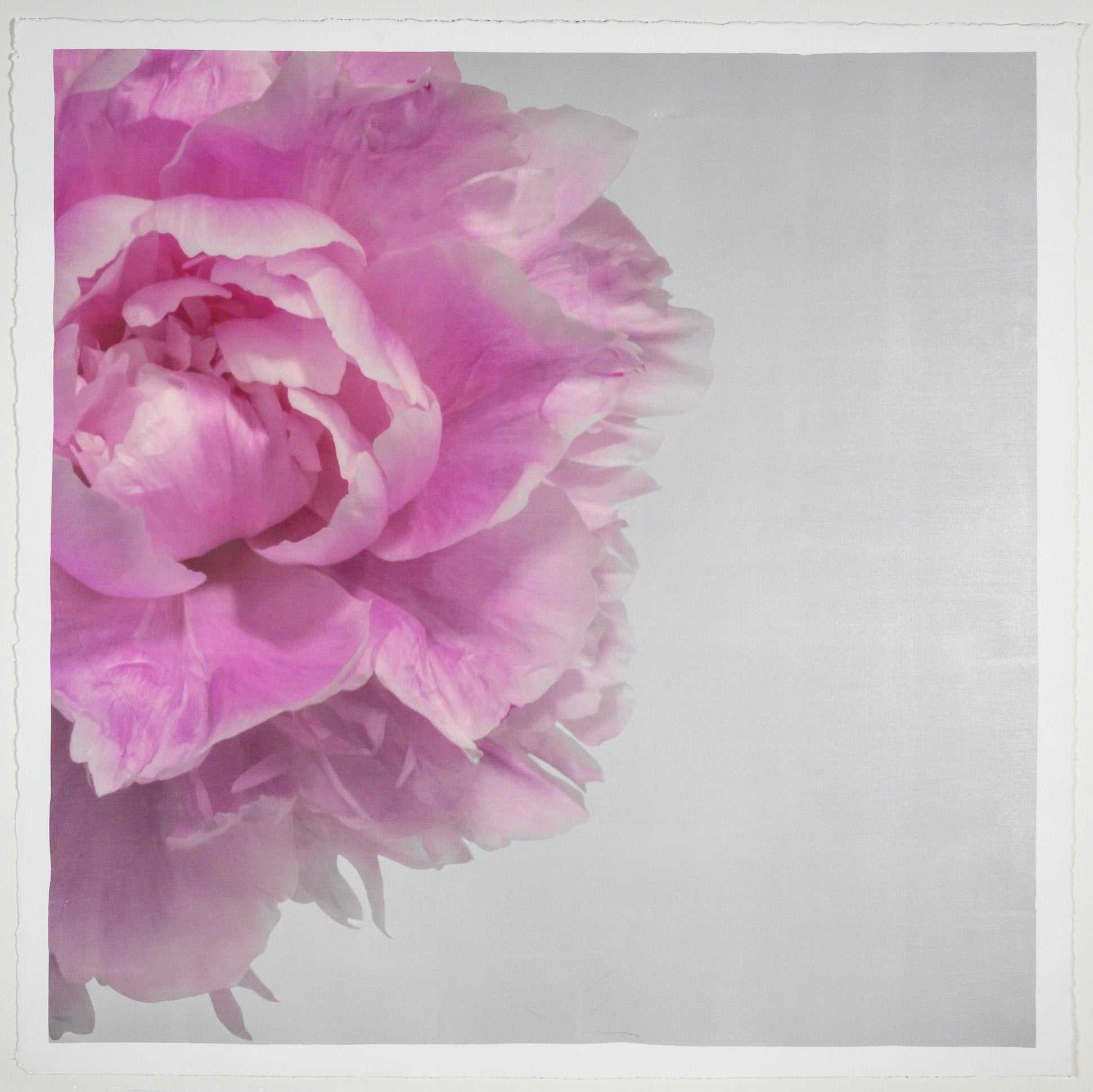 Fine art pink peony original emulsion print - jamie buzil