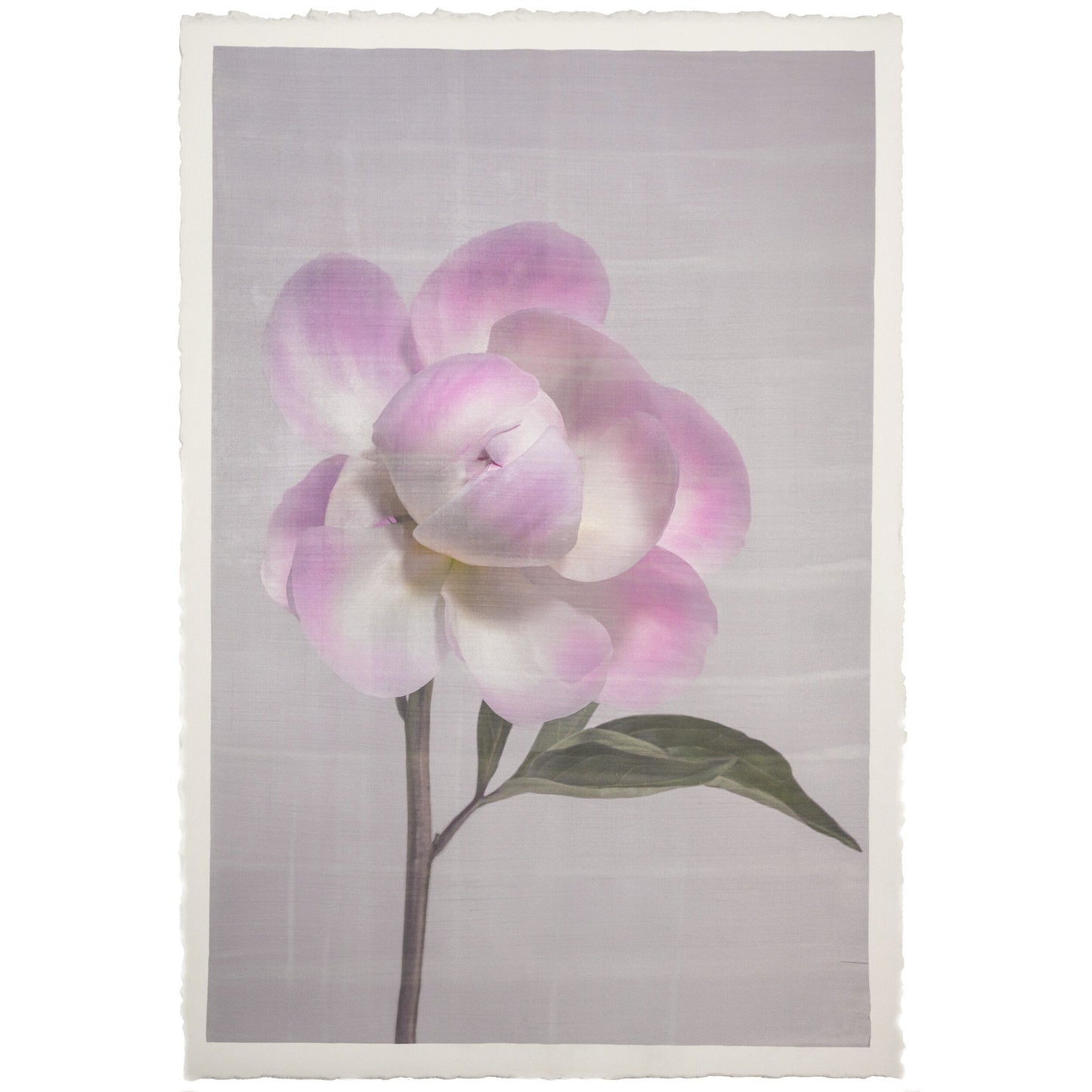 Fine art Pink peony emulsion lift print on cotton paper -jamie buzil