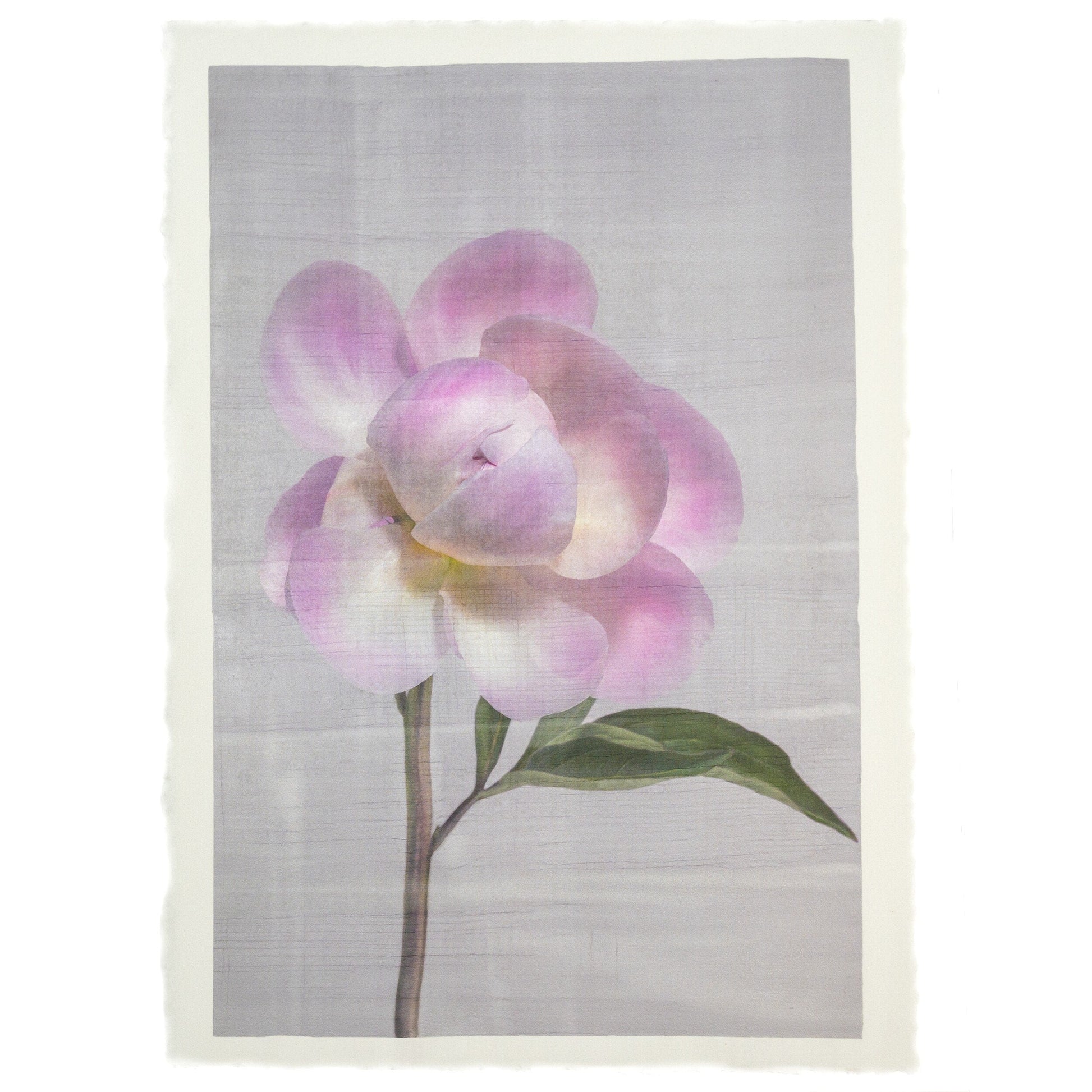 Fine art Pink peony emulsion lift print on cotton paper -jamie buzil