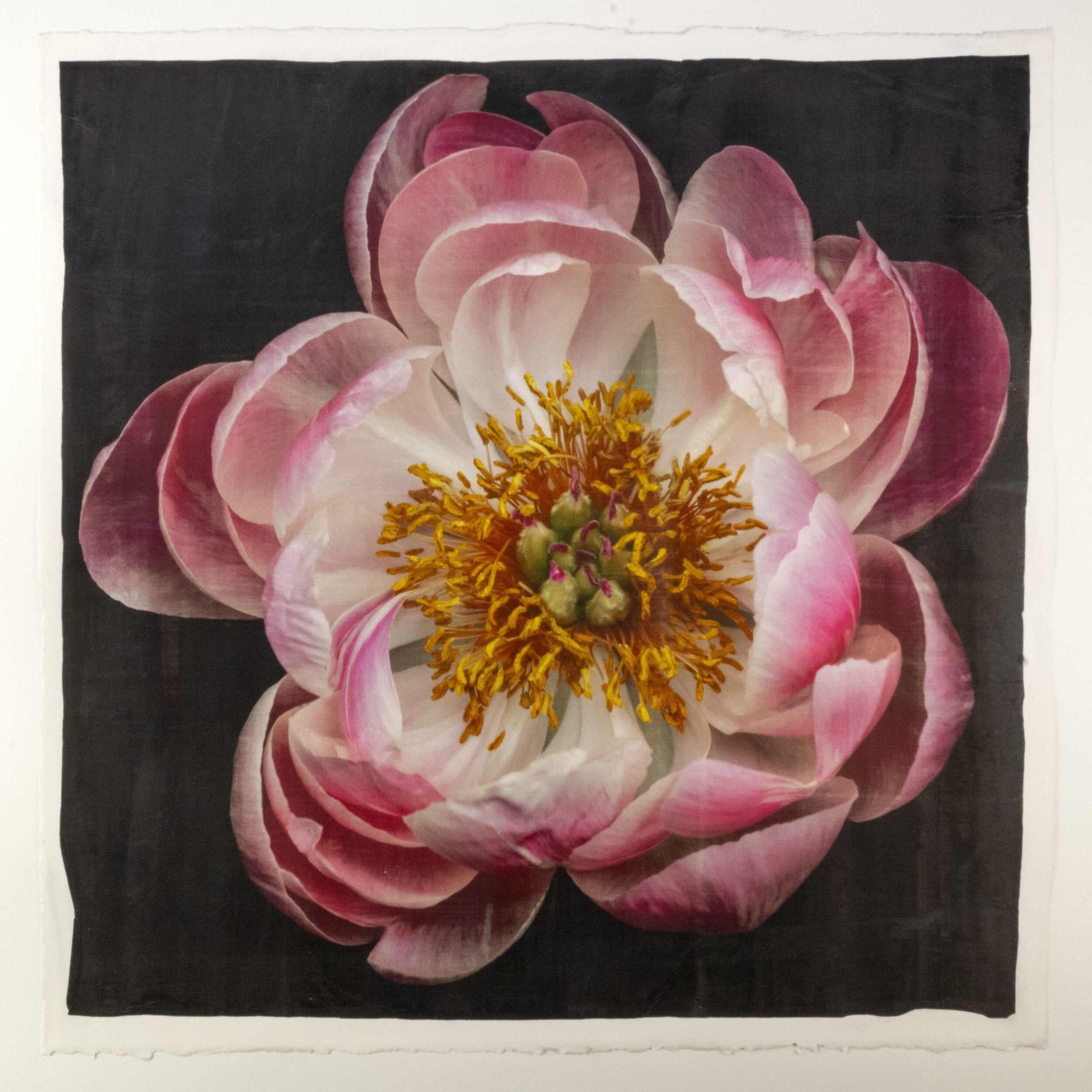 Fine Art Pink Peony 16 emulsion lift print with glowing gold and pearl iridescence on cotton paper - jamie buzil photography