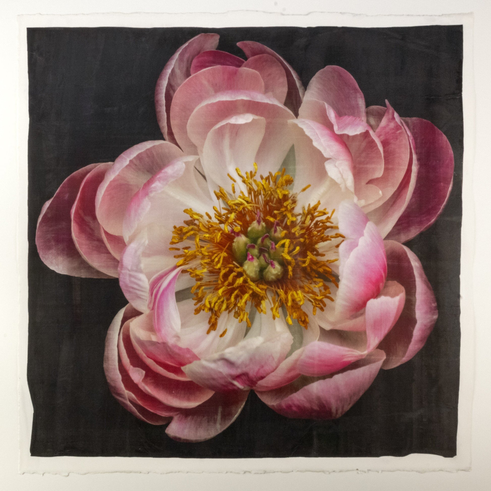 Fine Art Pink Peony 16 emulsion lift print with glowing gold and pearl iridescence on cotton paper - jamie buzil photography