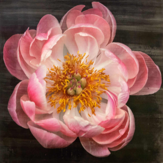 Fine Art Pink Peony 16 emulsion lift print with glowing gold and pearl iridescence on cotton paper - jamie buzil photography