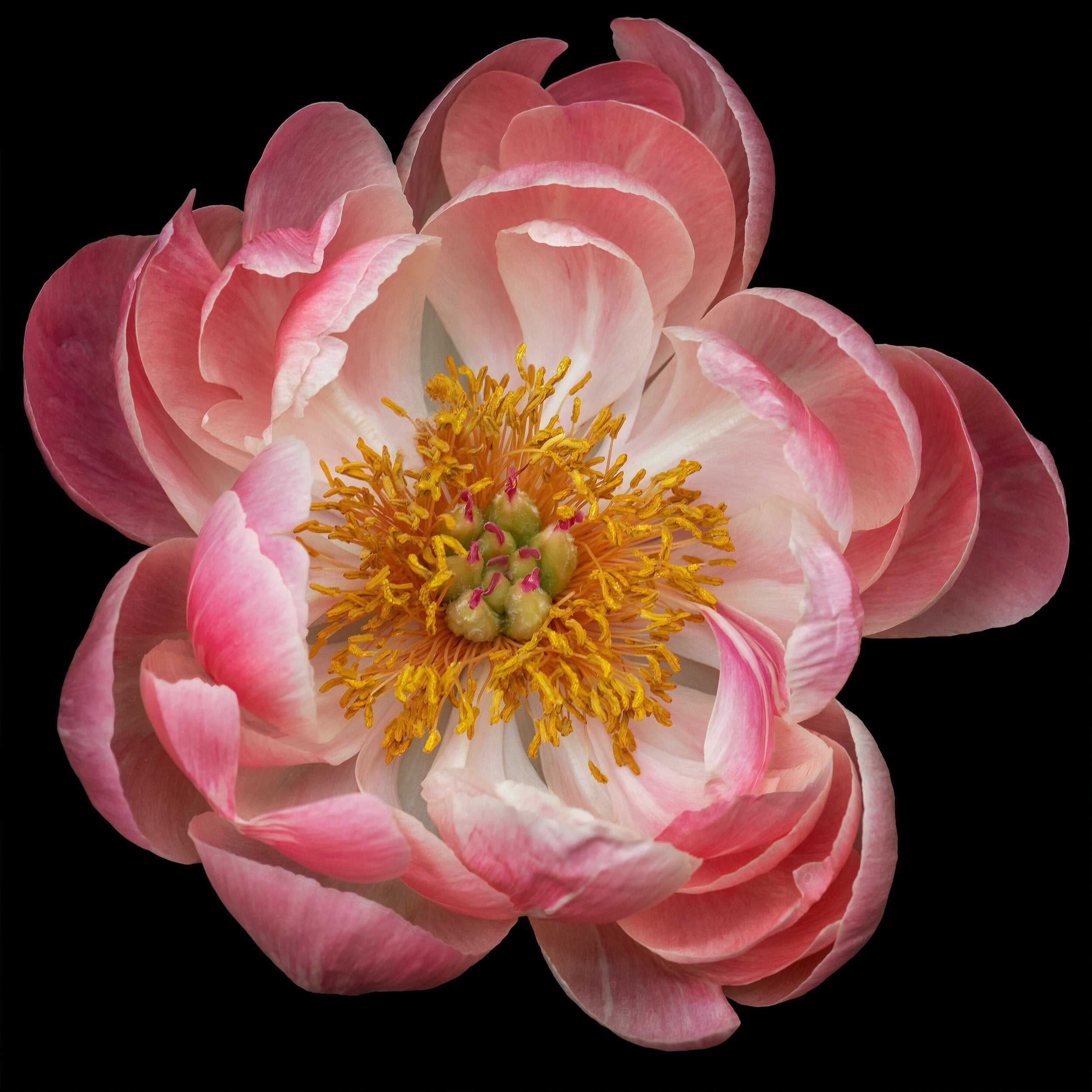 Fine art pink peony museum quality giclee print jamie buzil photography