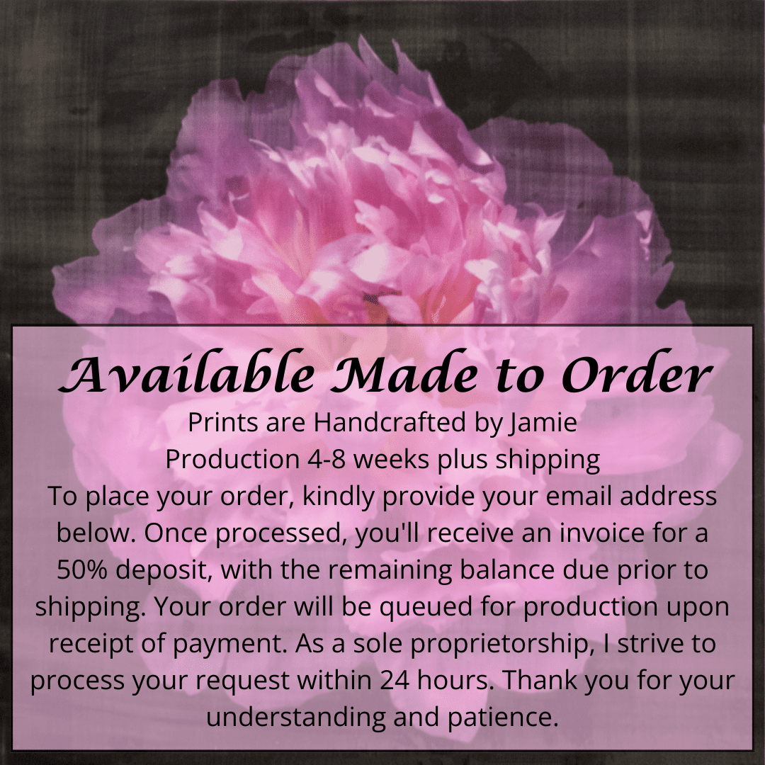 Fine art handmade emulsion photograph print pink peony 17 on cotton paper - jamie buzil photography