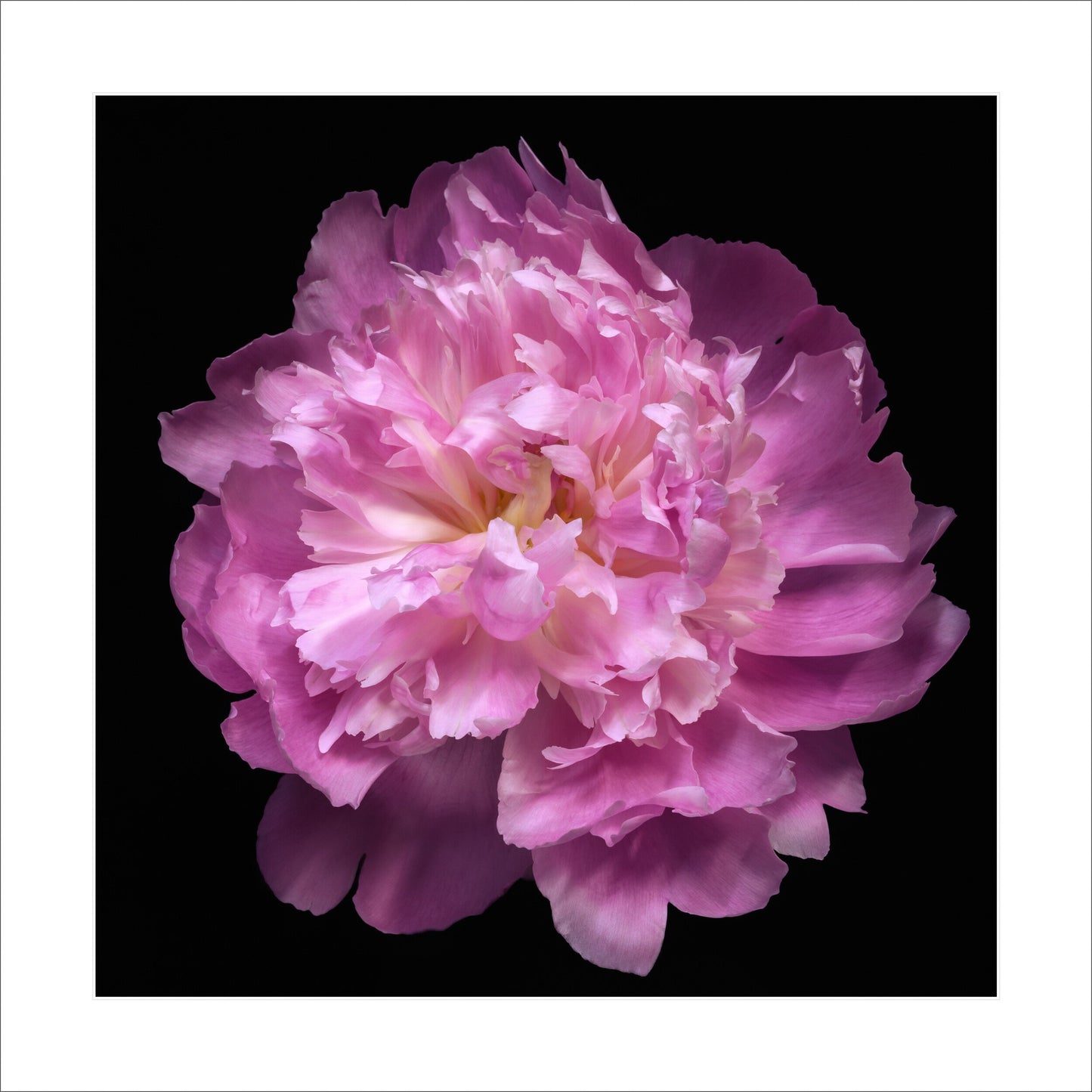Fine art pink peony- museum quality giclee print - jamie buzil photography