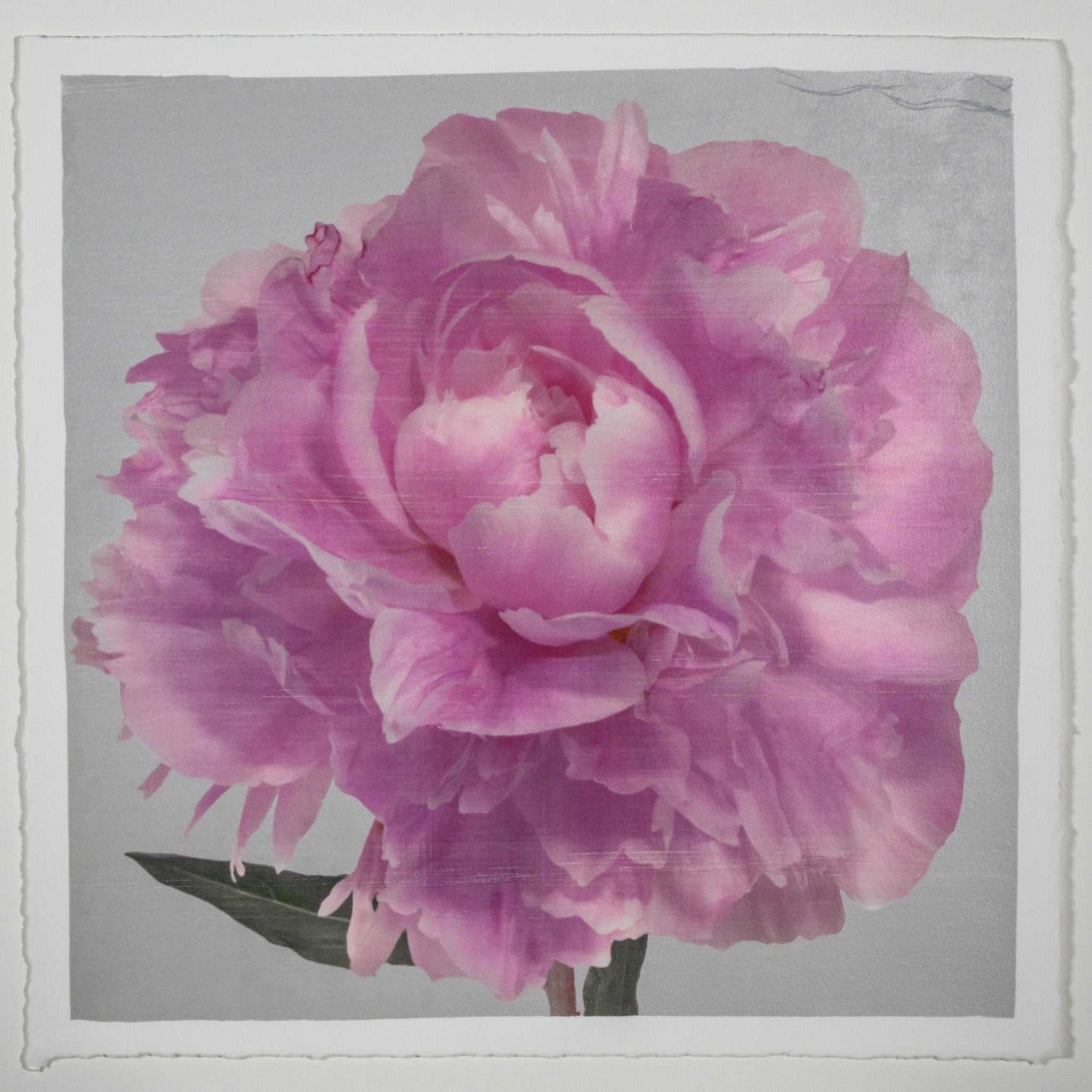 Fine art pink peony original emulsion print - jamie buzil photography