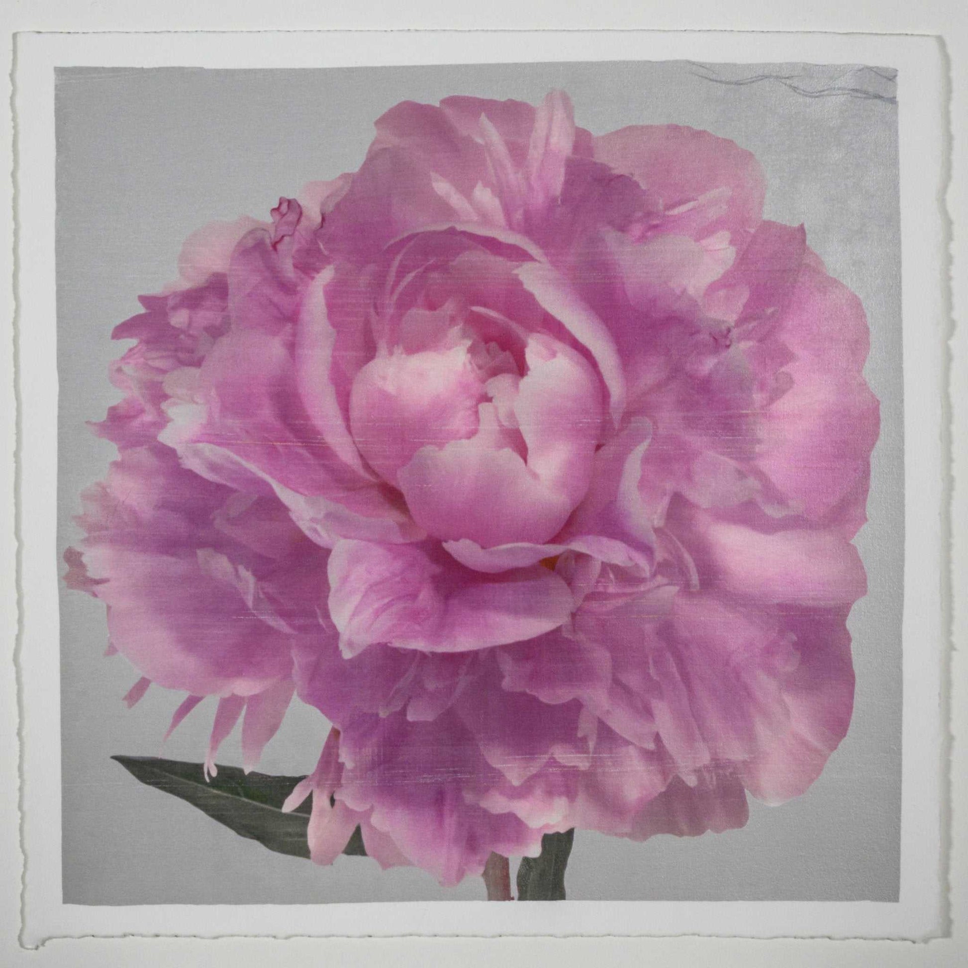 Fine art pink peony original emulsion print - jamie buzil photography