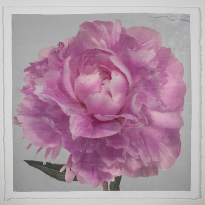 Fine art pink peony original emulsion print - jamie buzil photography