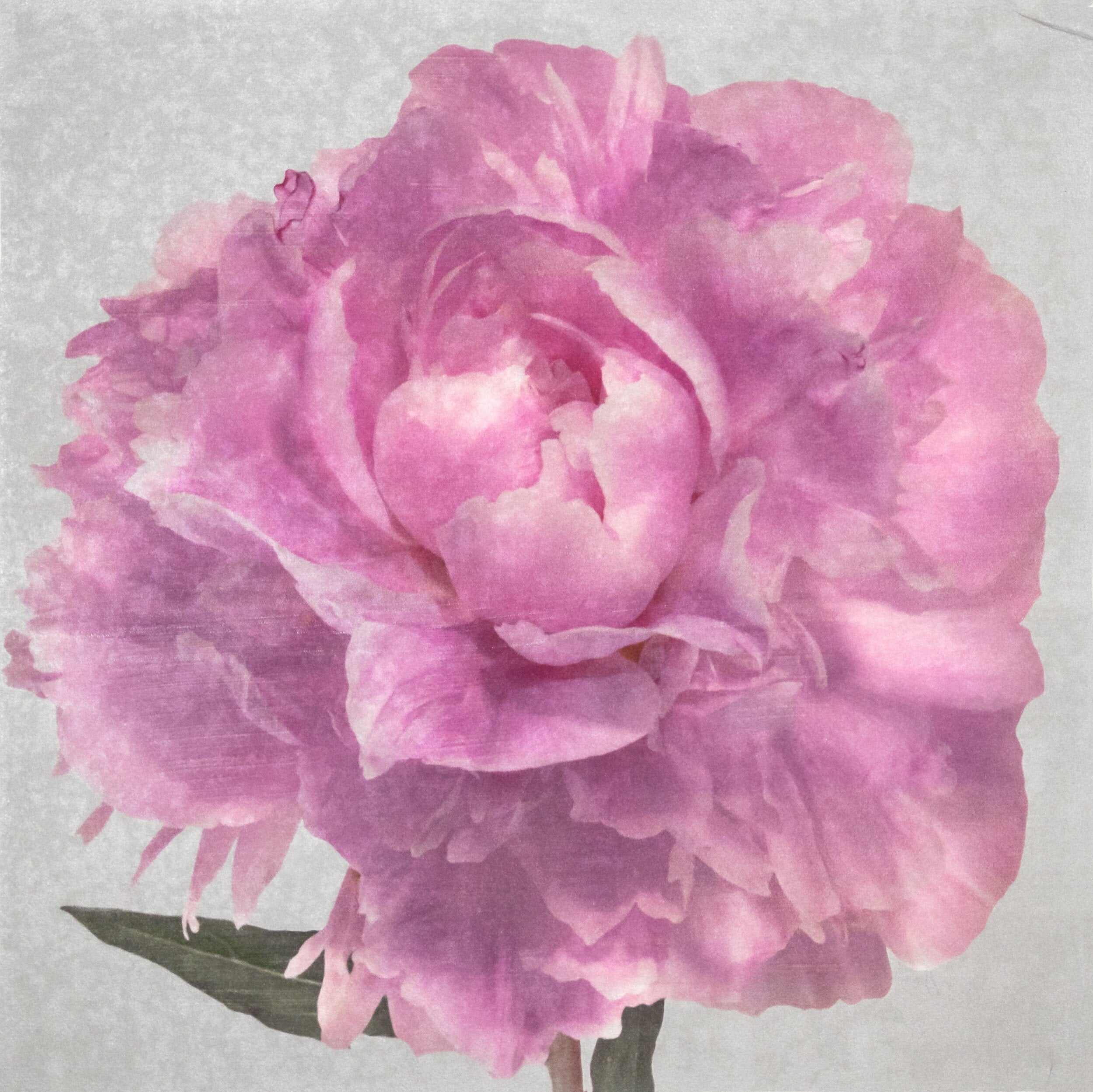 Fine art pink peony original emulsion print - jamie buzil photography