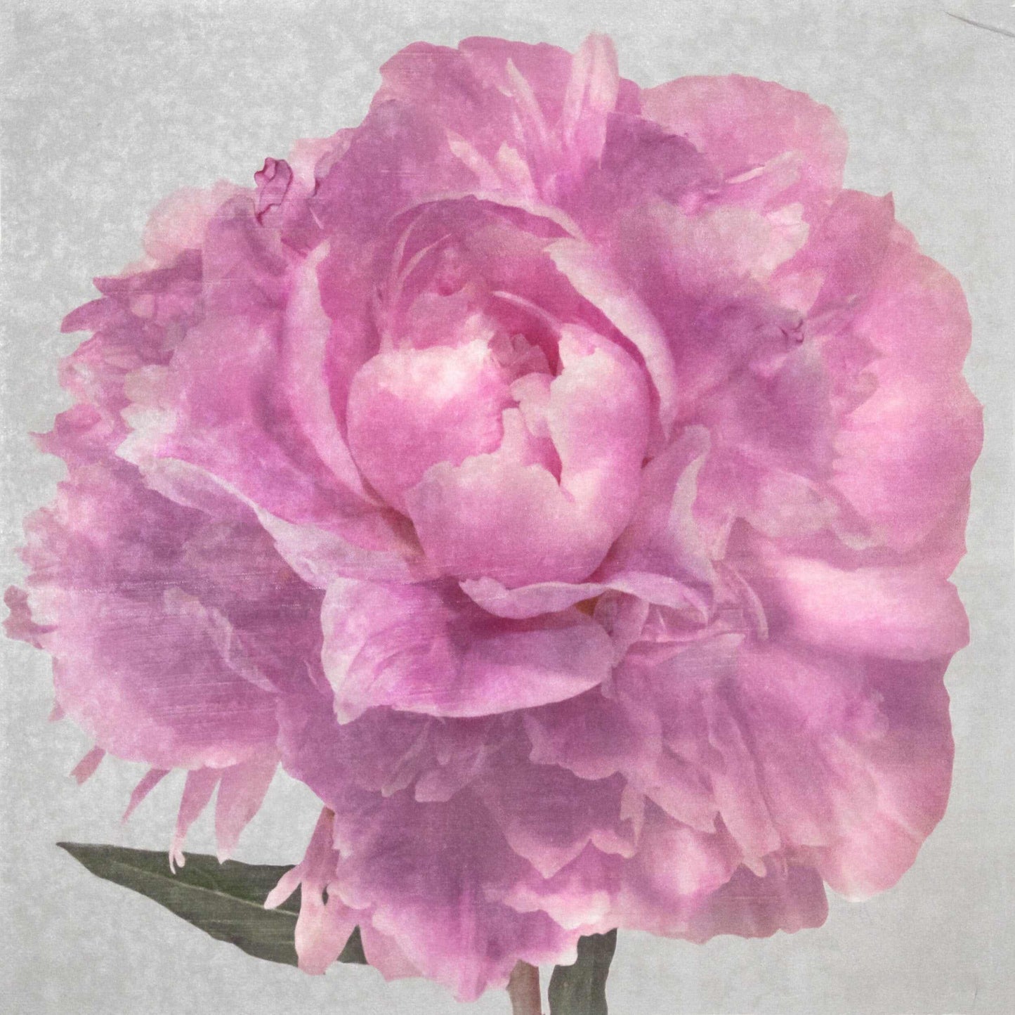 Fine art pink peony original emulsion print - jamie buzil photography